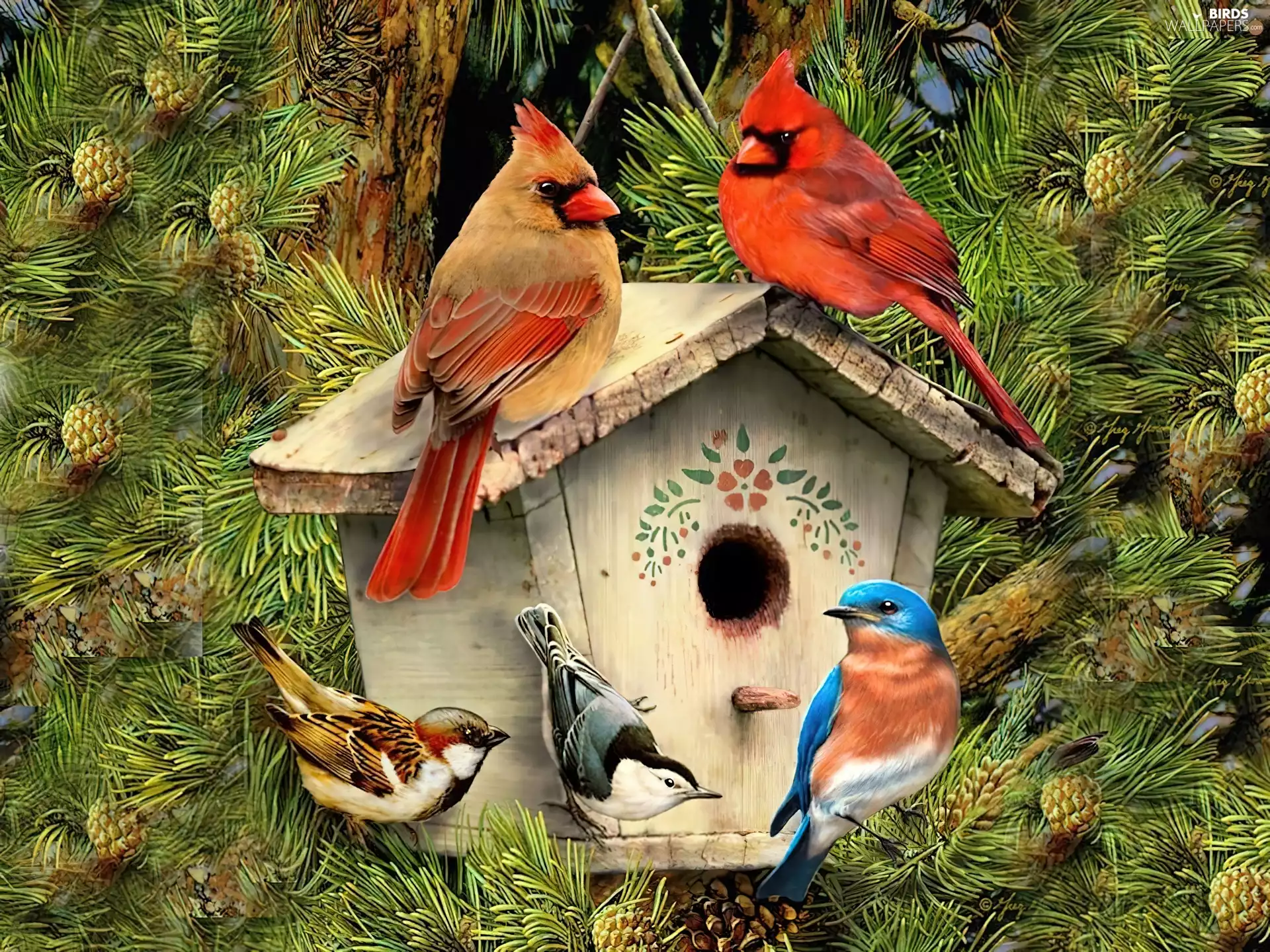 Bird feeder, birds, Cardinals