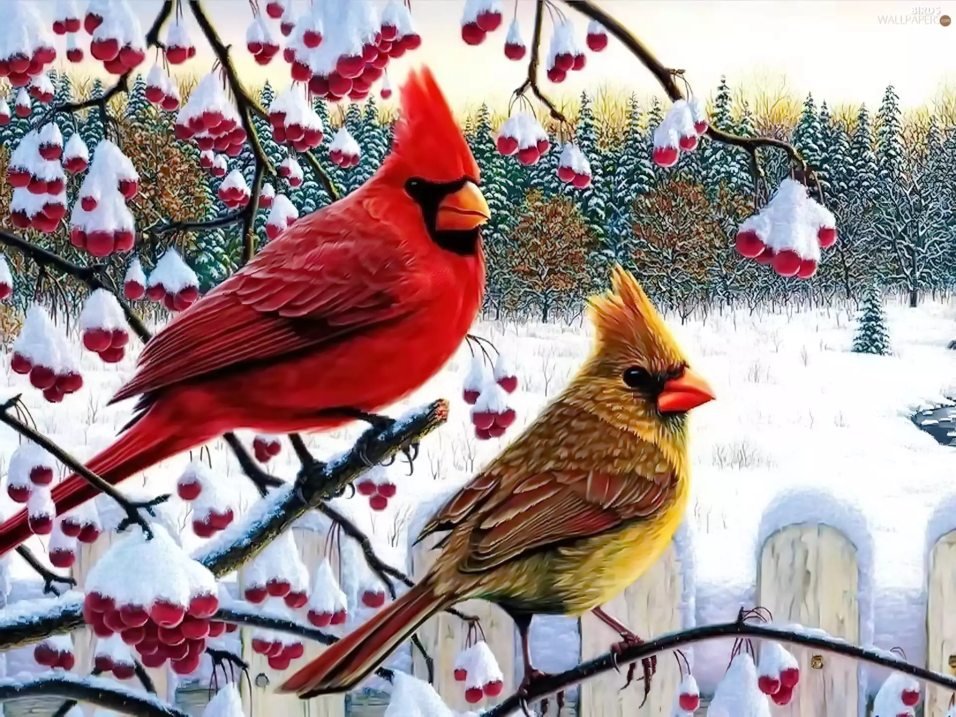 birds, Twigs, winter, Cardinals