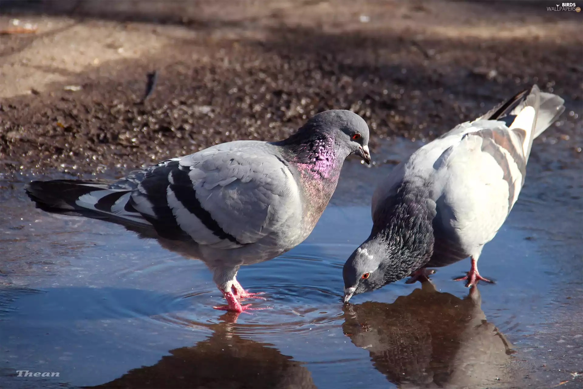 Two cars, ##, puddle, Deep
