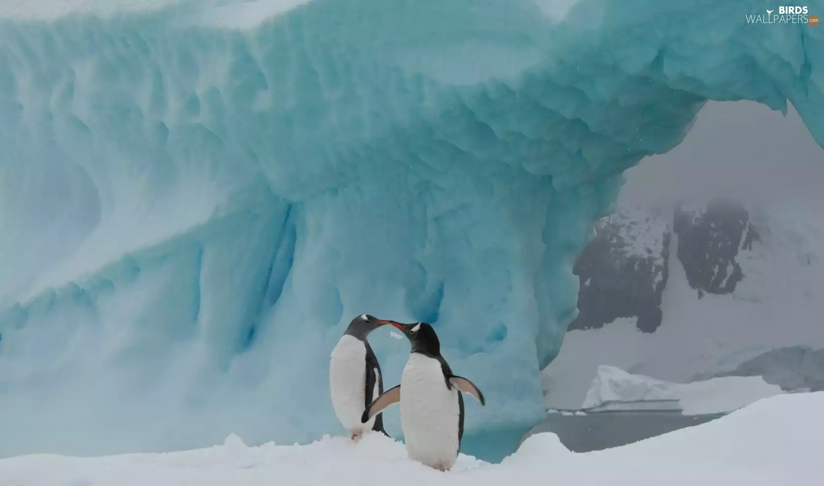 Two cars, Aiceberg, Antarctica, penguin