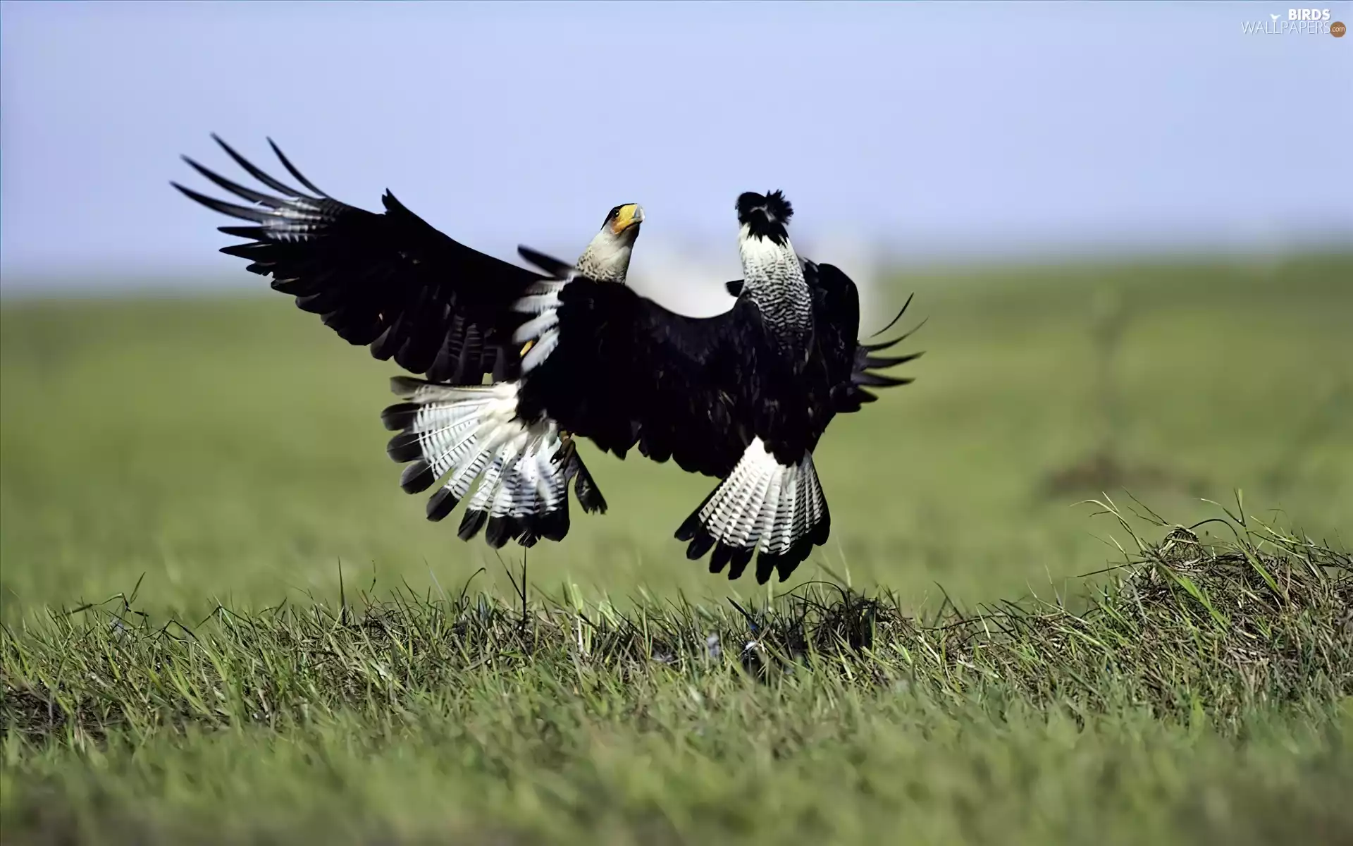 Two cars, atack, grass, Eagles