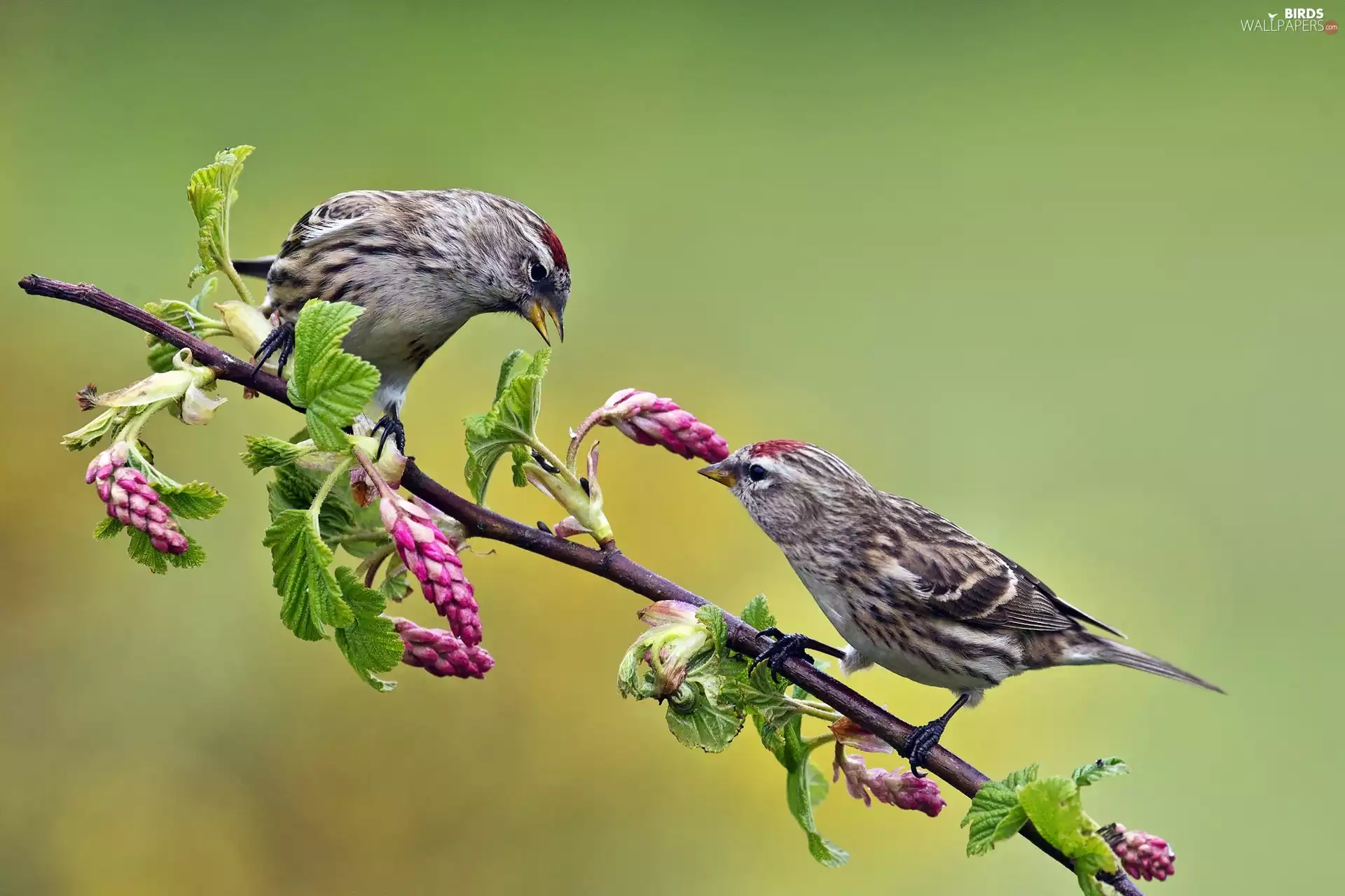Two cars, Blossoming, twig, Sparrows