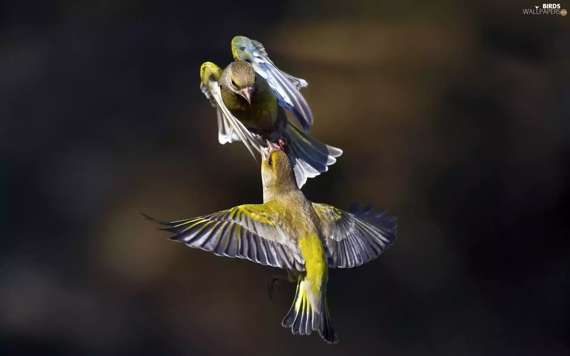 Two cars, linnet, Greenfinches, birds