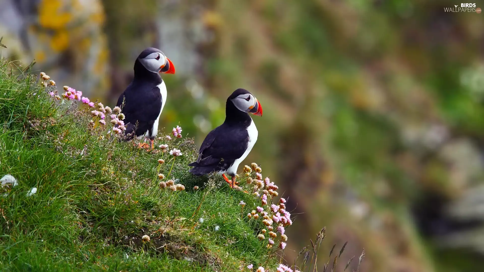 Two cars, Maskonur, Plants, birds