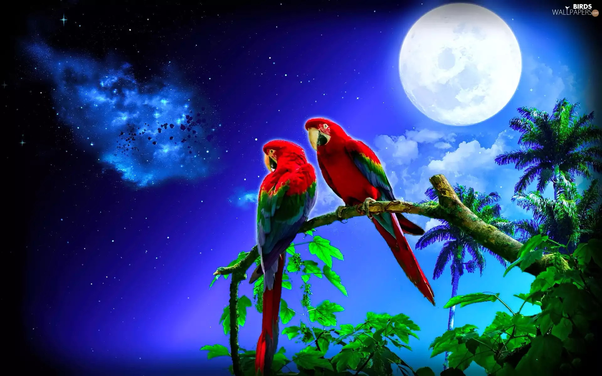 Two cars, parrot, Night, birds