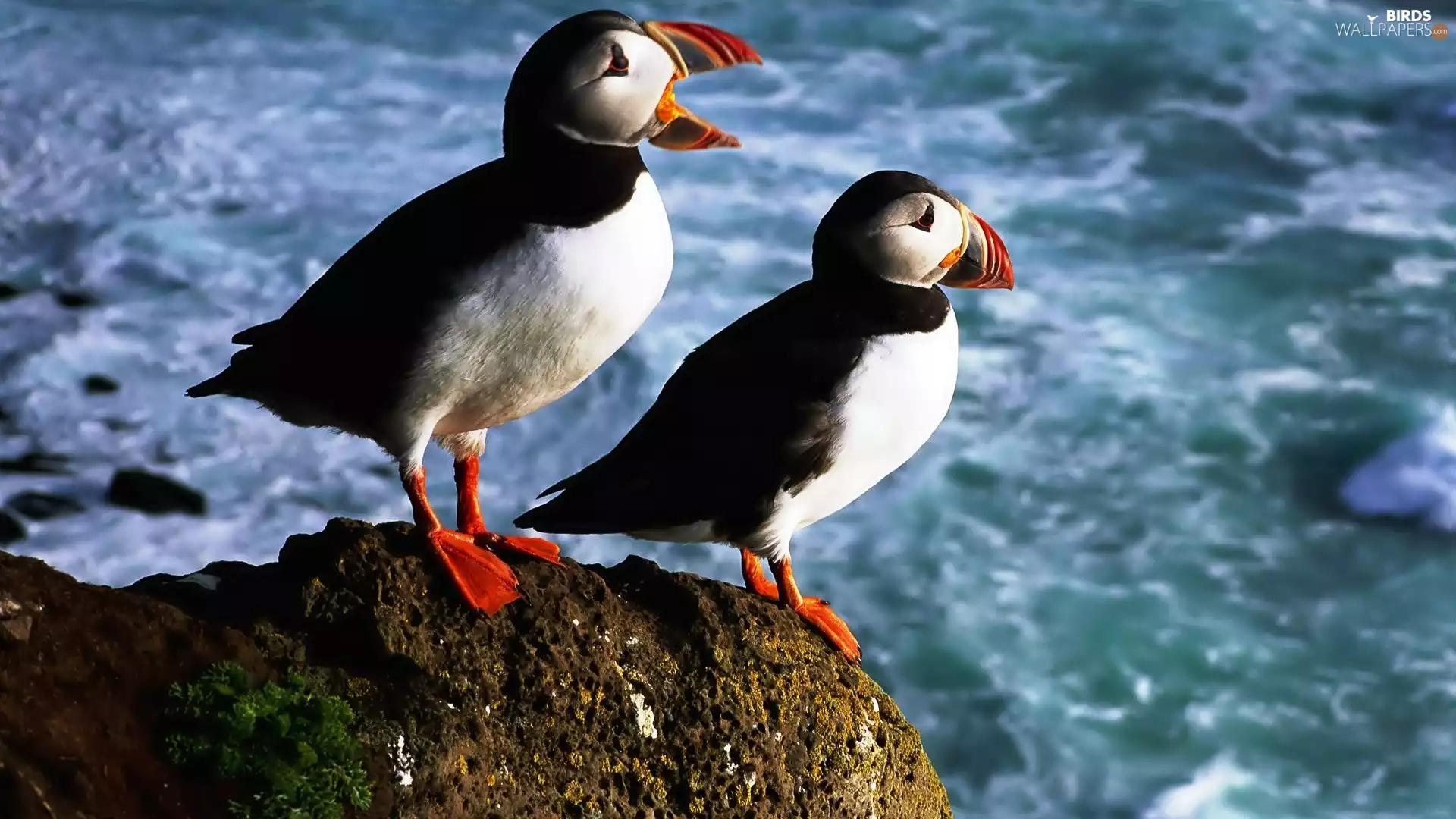 Two cars, Puffins, Rocks, birds