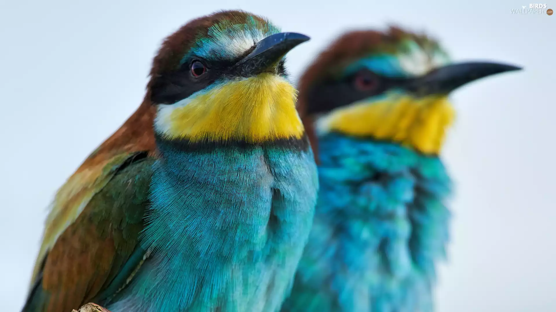 bee-eater, rapprochement, birds, Bee-eaters, Two cars