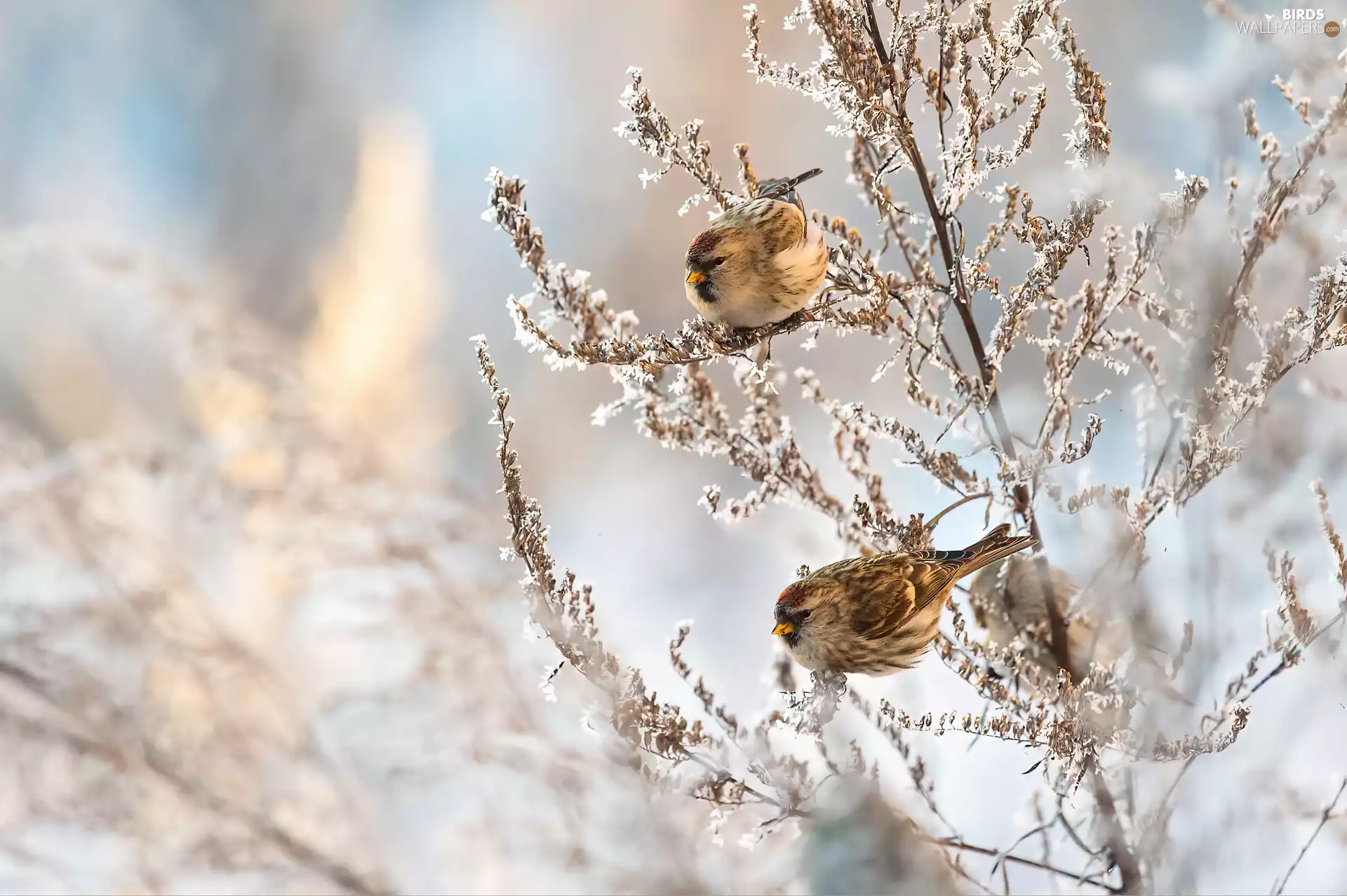 frosted, plant, Two cars, birds, redpolls