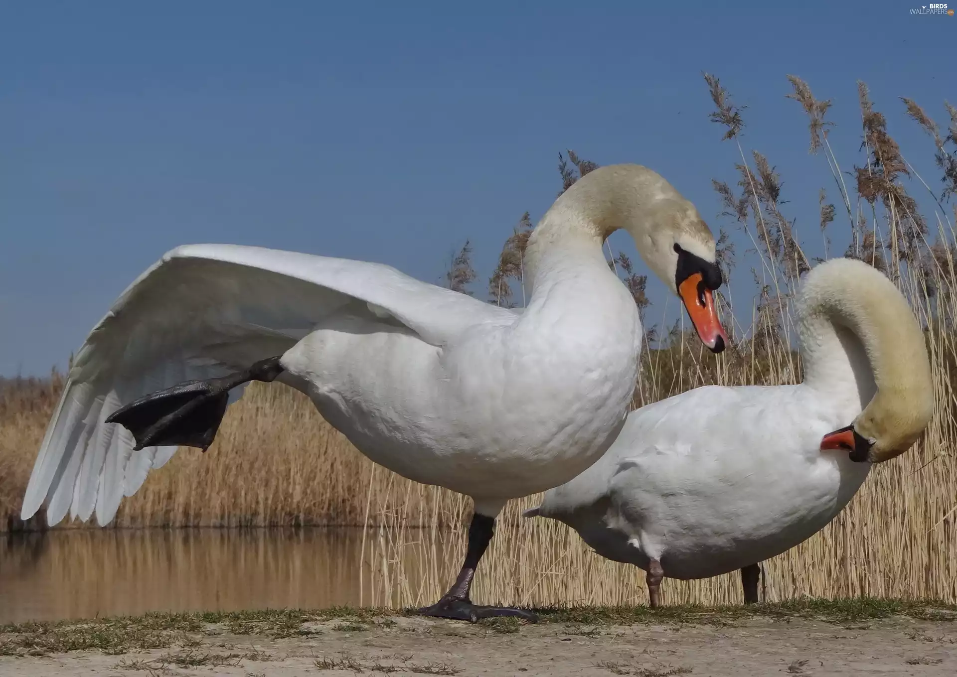 Two cars, Sky, water, Swan