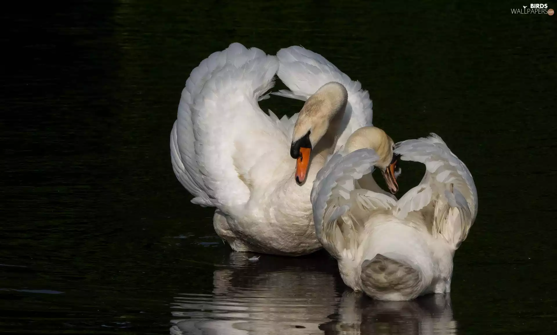 Two cars, spread, wings, Swan