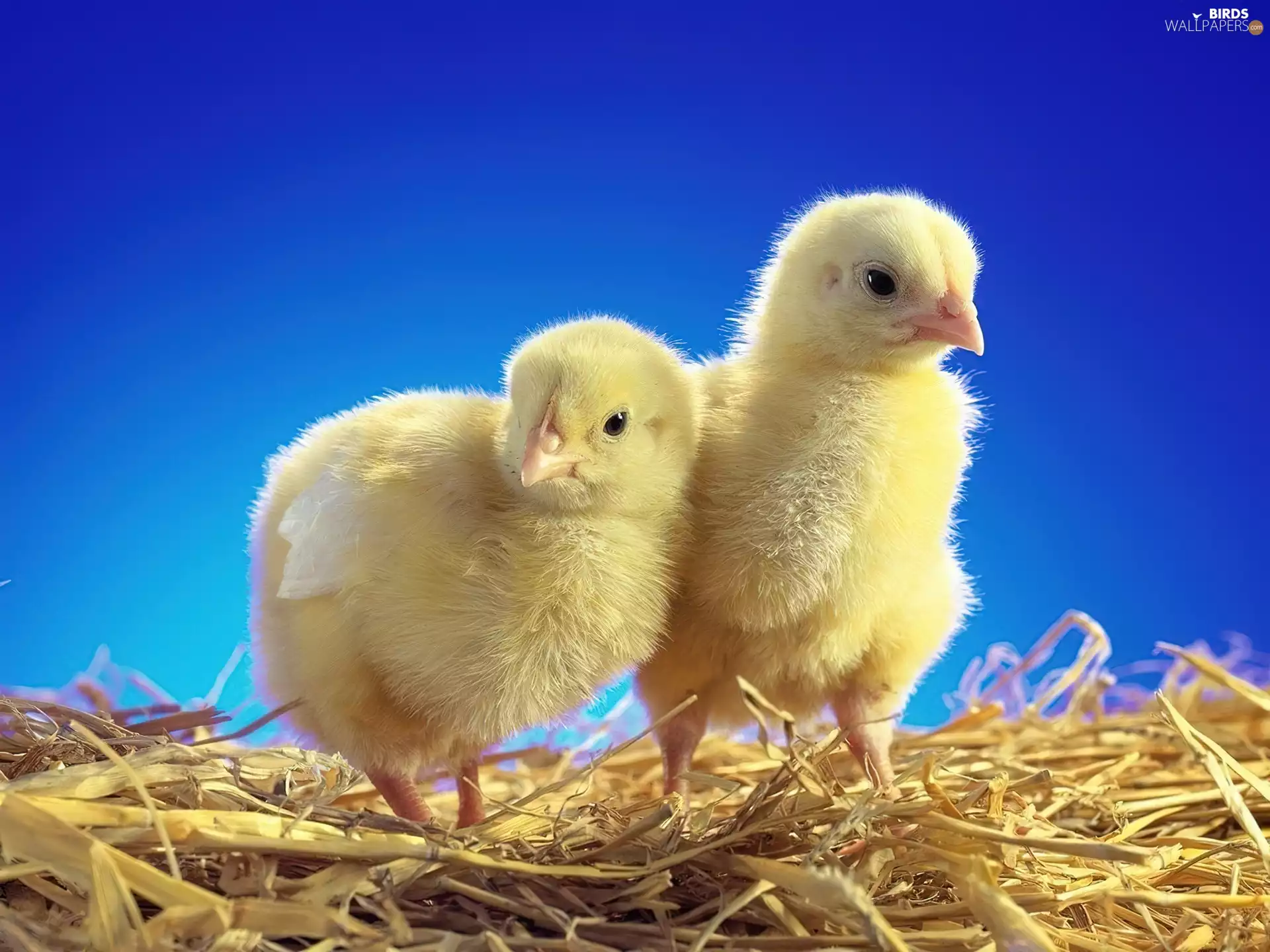 Two cars, straw, Easter, chickens