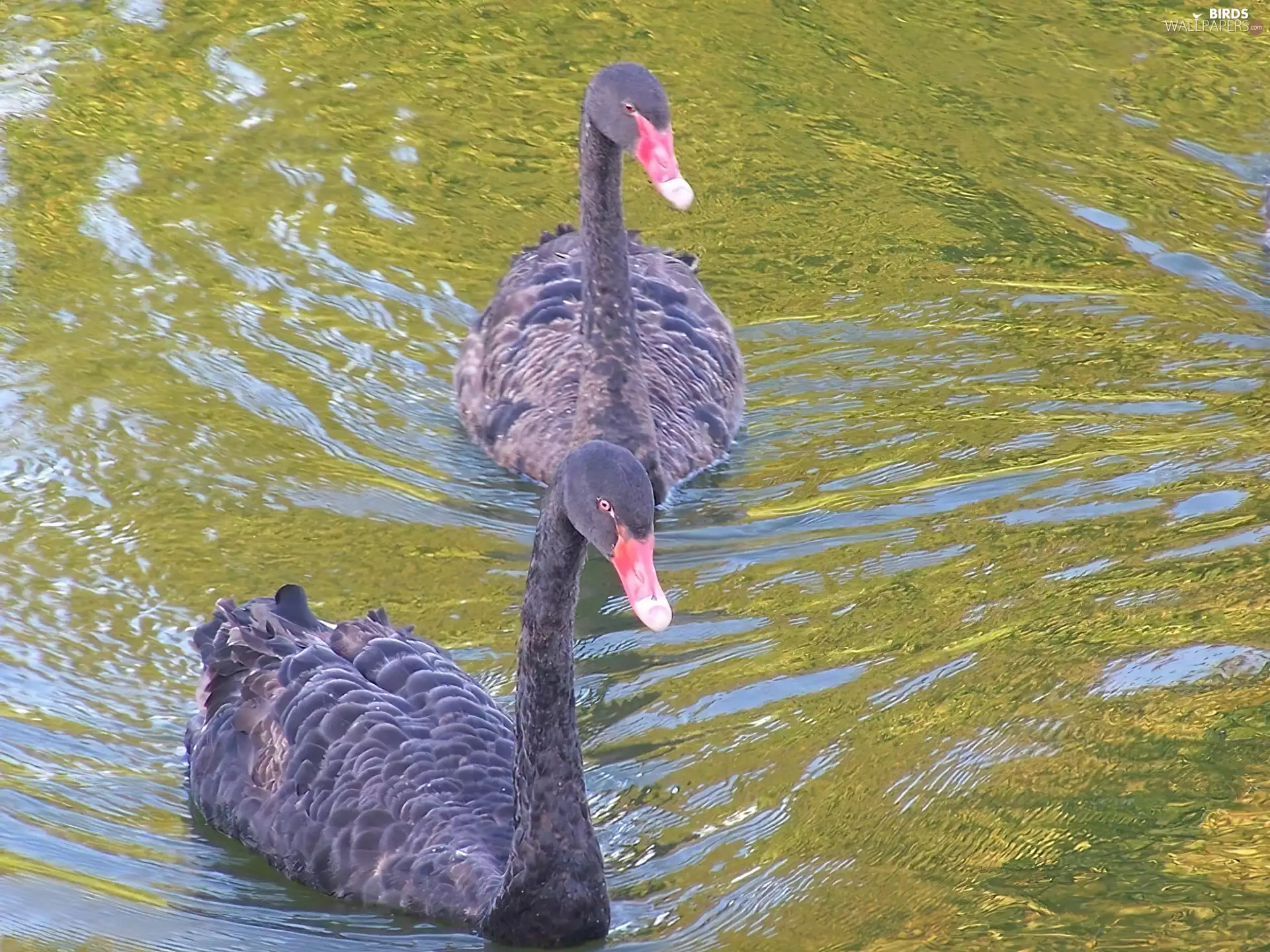 Two cars, Swan, water, Black