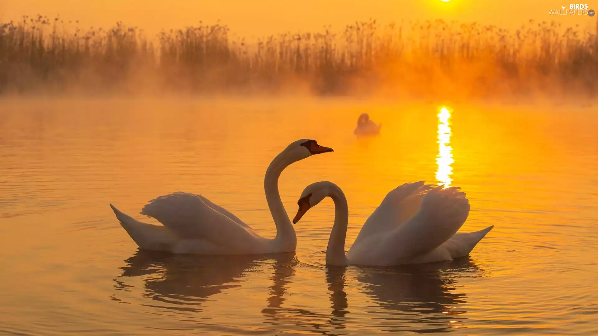 Two cars, Swan, lake, White