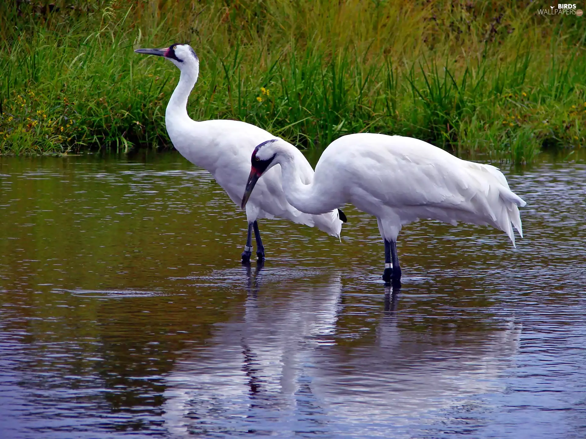 Two cars, water, grass, cranes