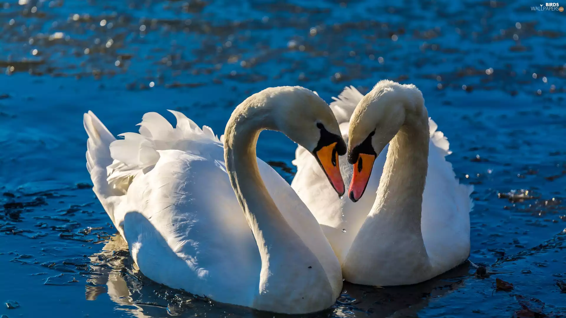 Two cars, water, Bokeh, Swan