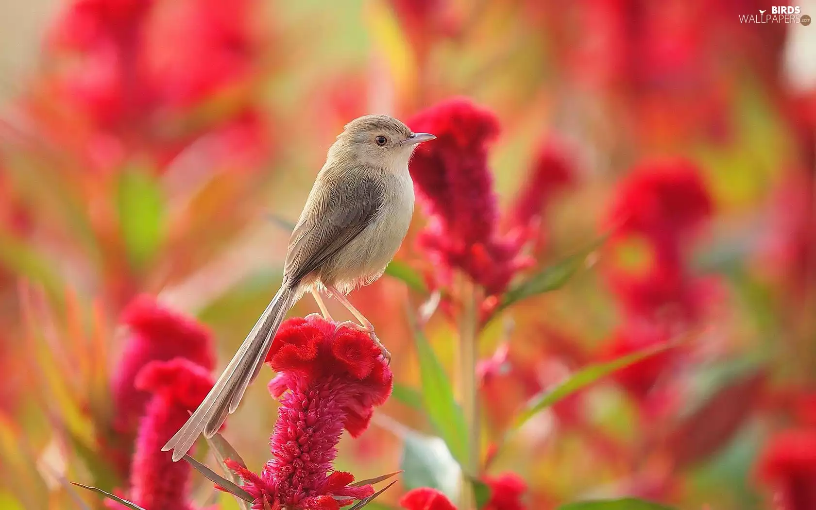 Bird, Colourfull Flowers, Celosia, Long-tailed Tit