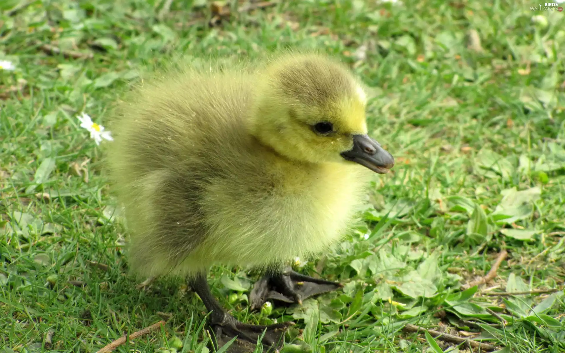 Chick, goose
