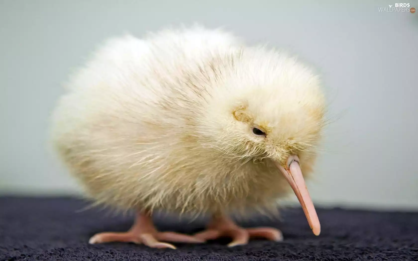 Chick, kiwi