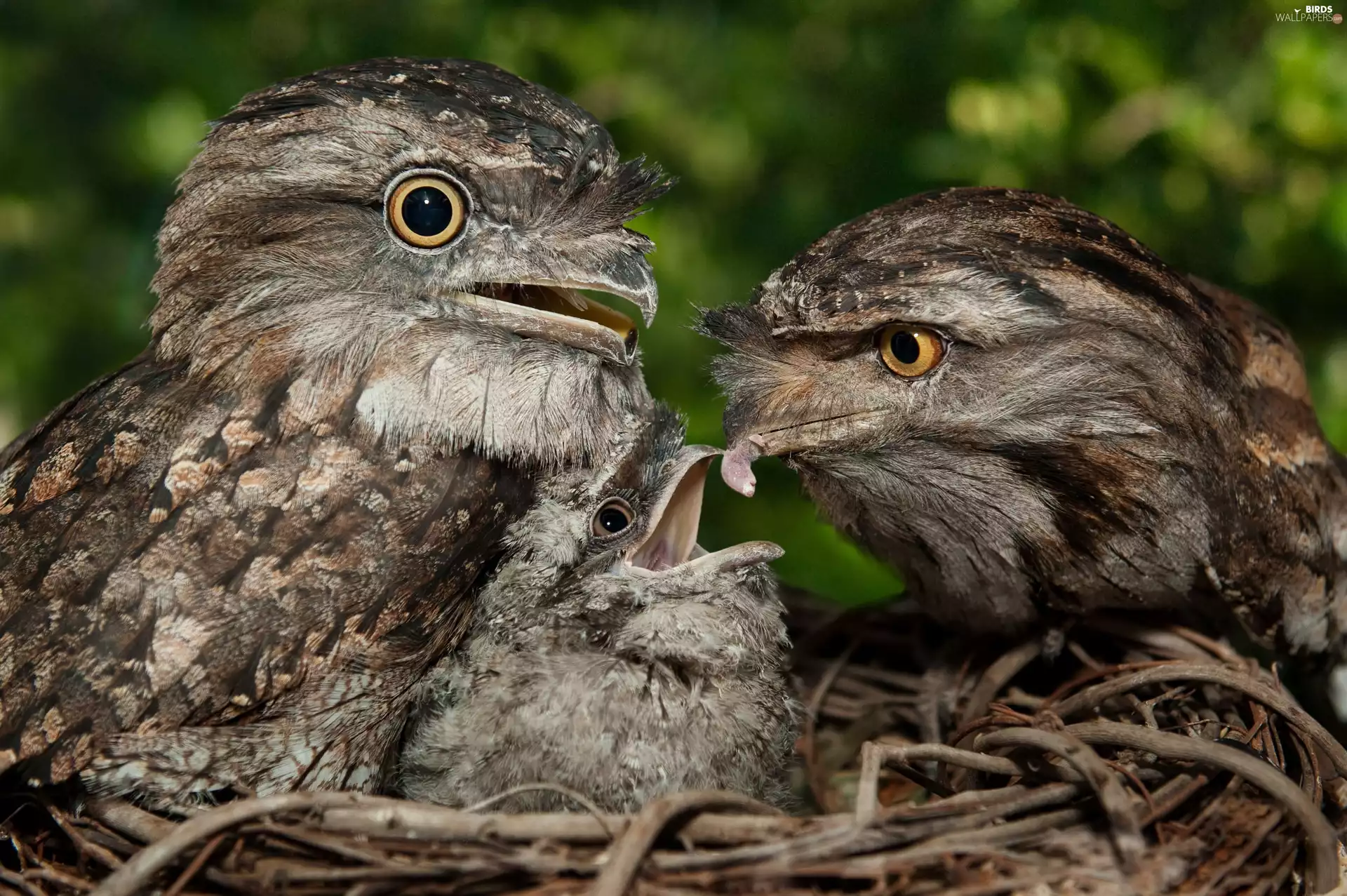 nest, feeding, eagle, chick