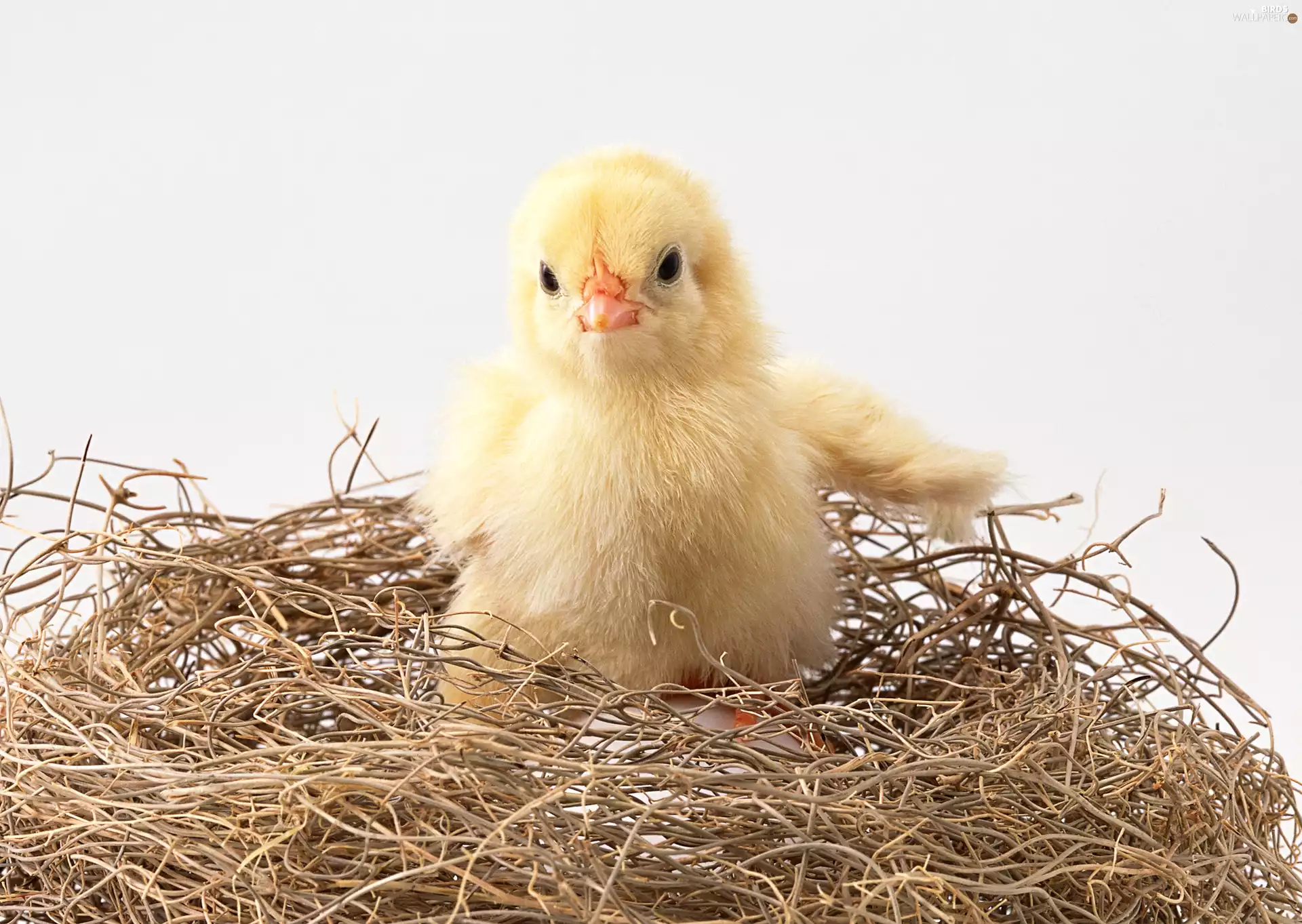 Chick, nest