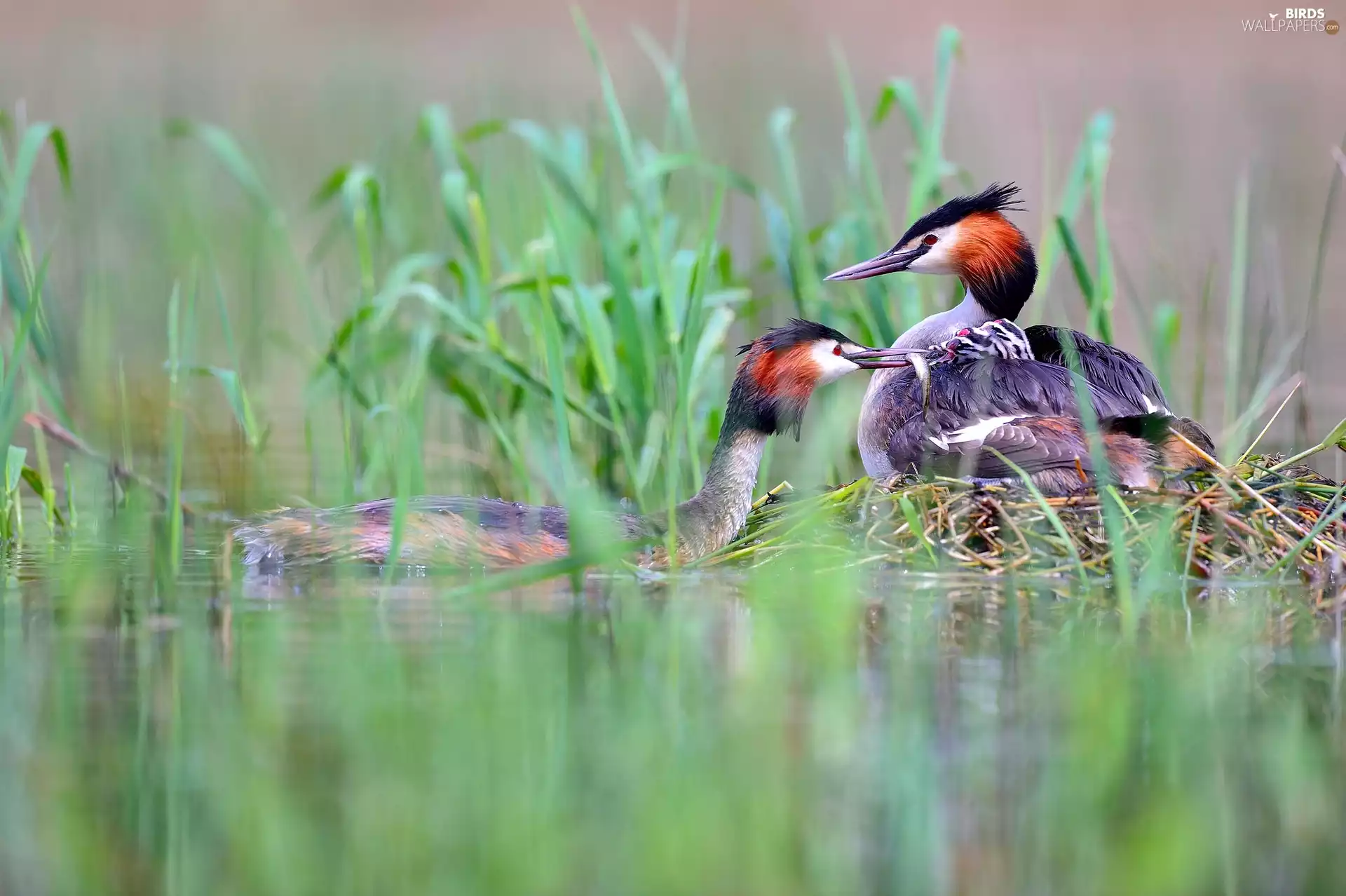 Pond - car, grebes, chick