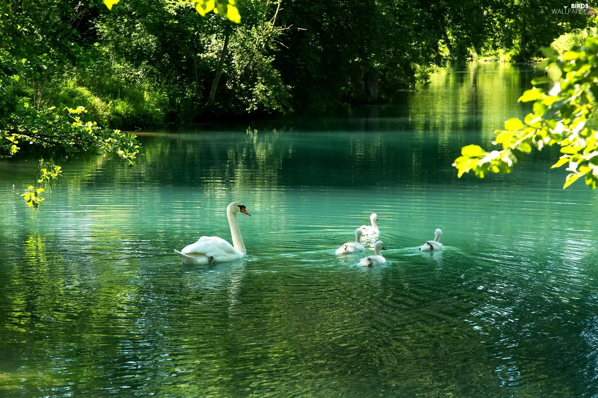 Pond - car, Swan, chick