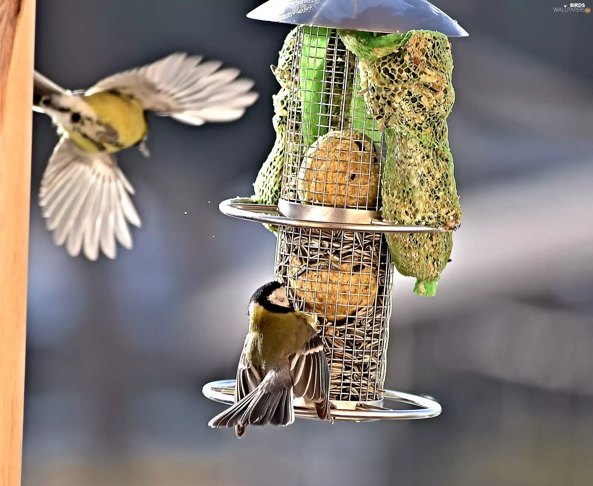 Chickadees, Bird feeder