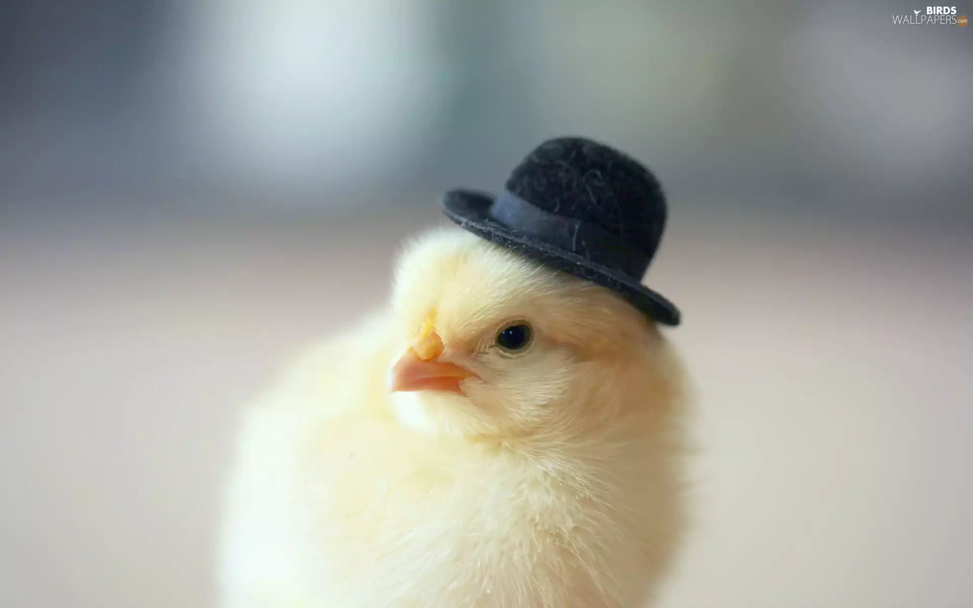 chicken, bowler