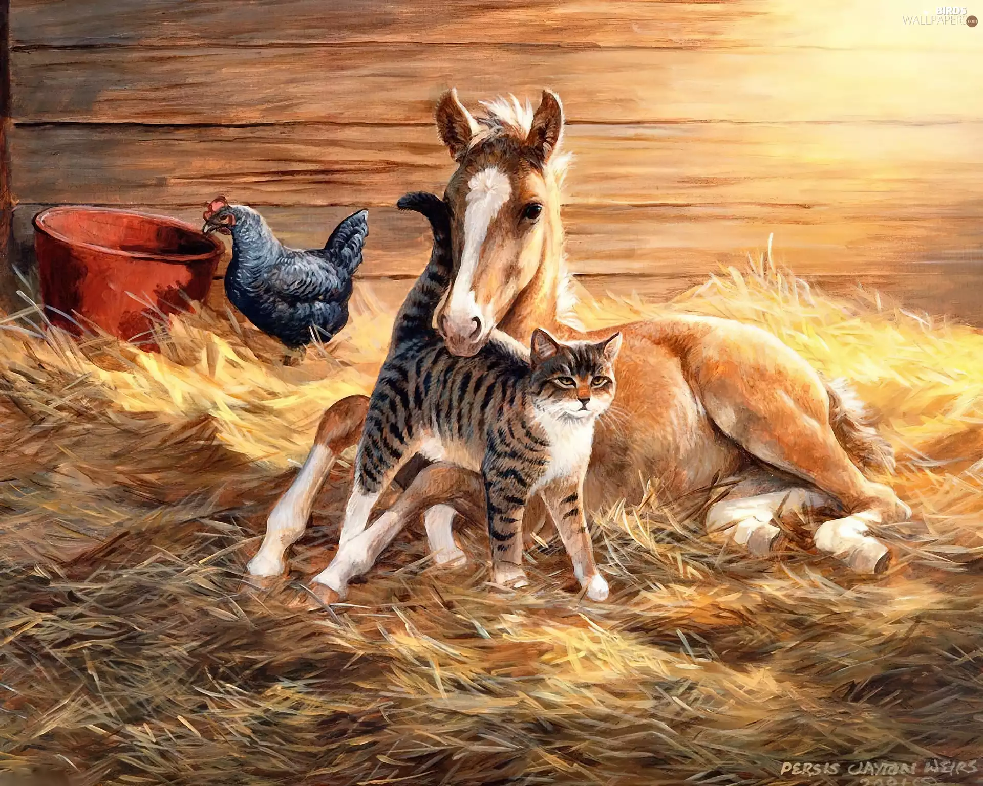 chicken, Colt, cat