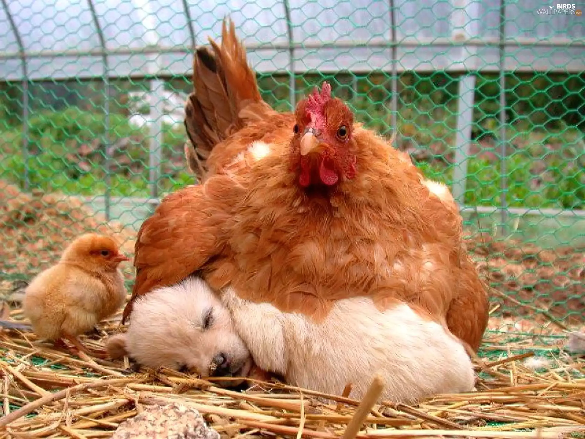 chicken, small, Puppy, chicken
