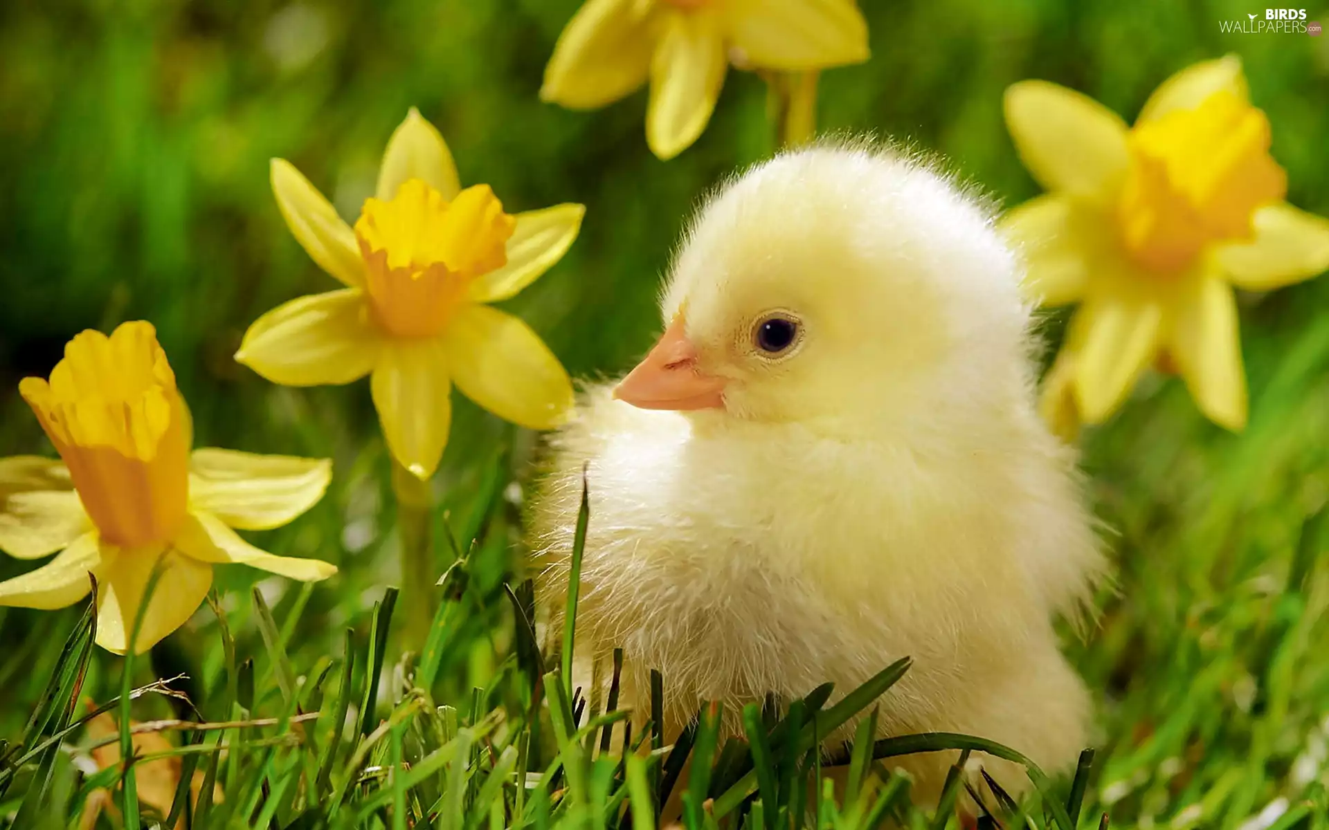 chicken, Garden, Daffodils