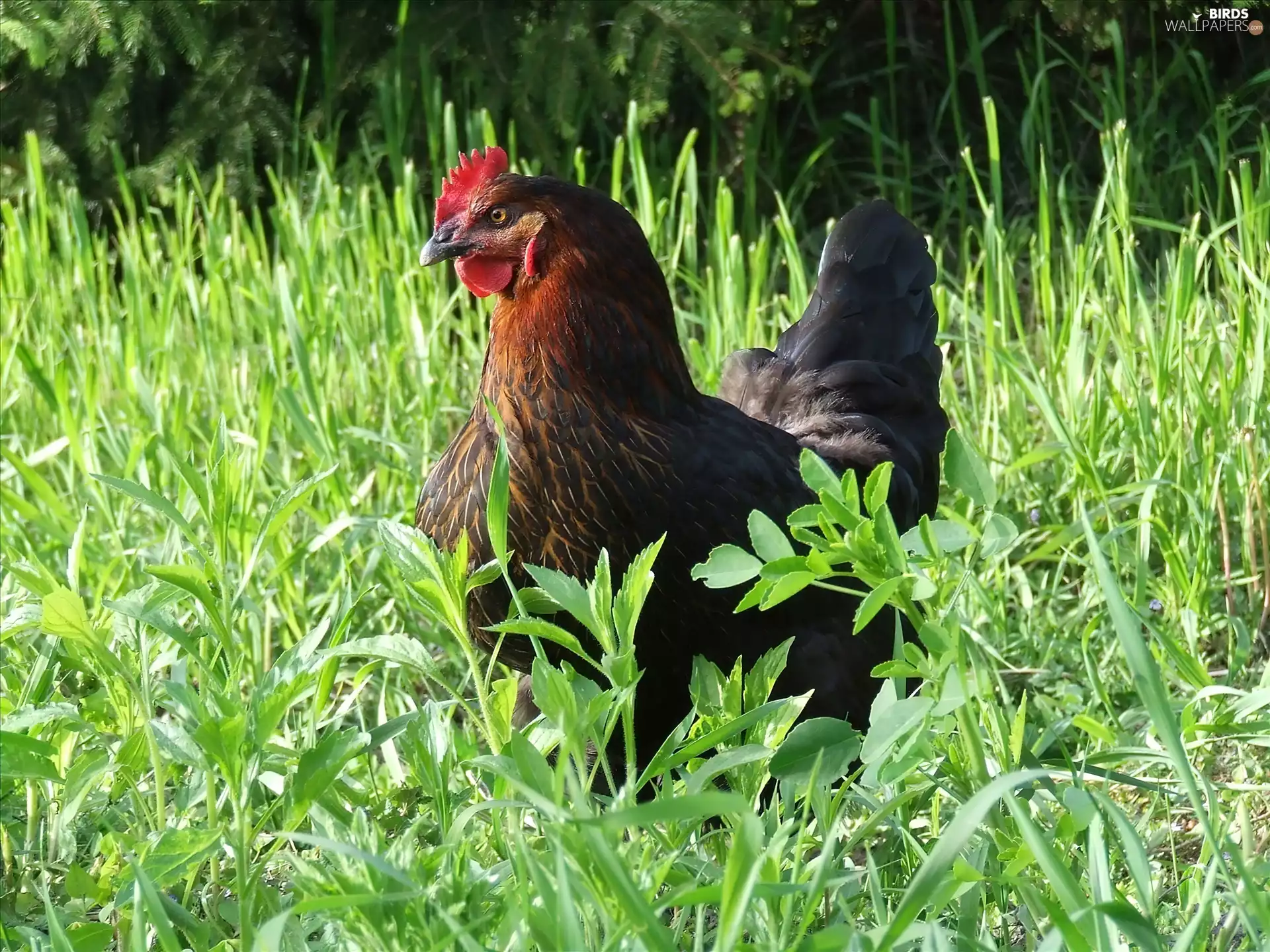 chicken, grass