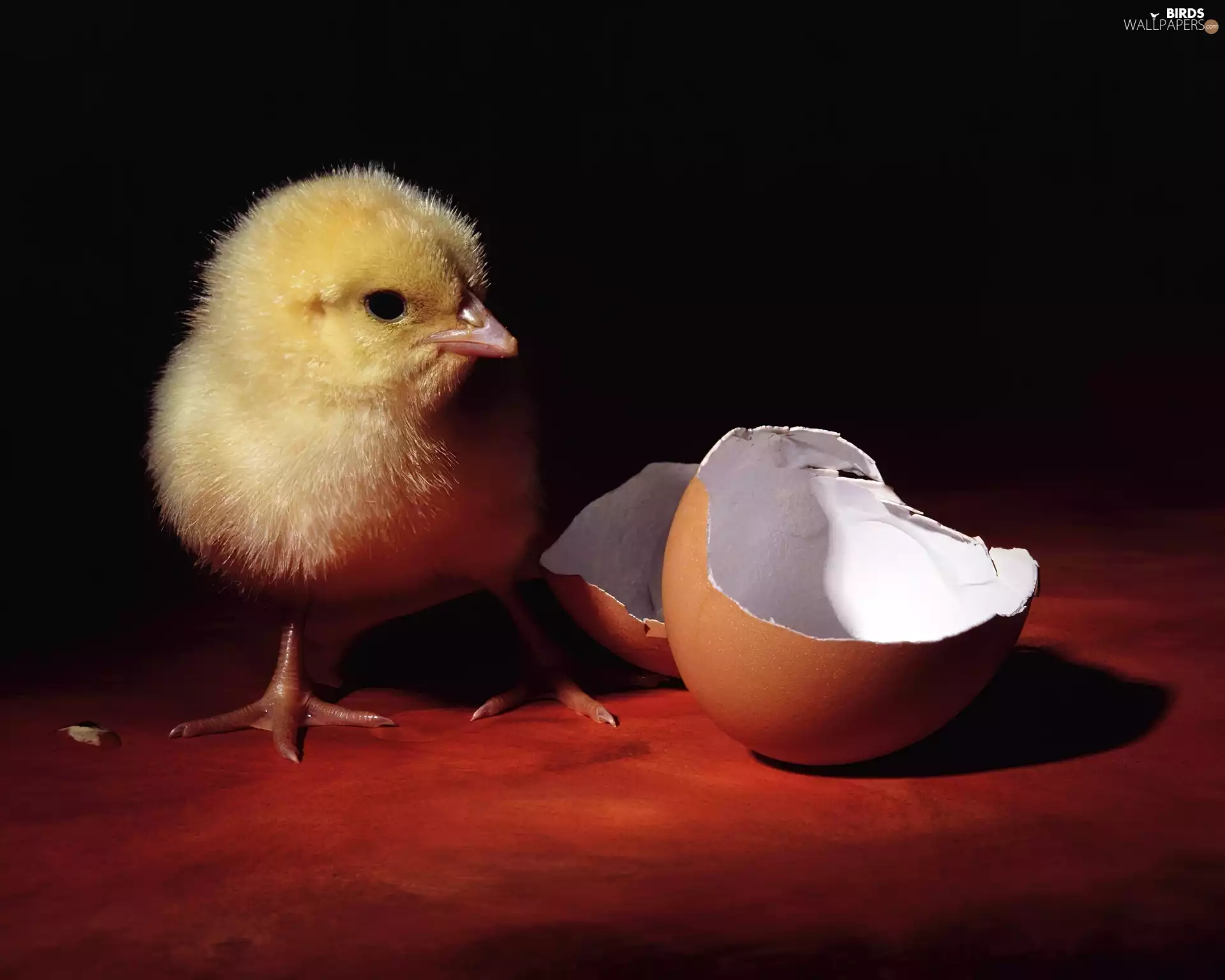 Hatchling, shell, eggs, chicken