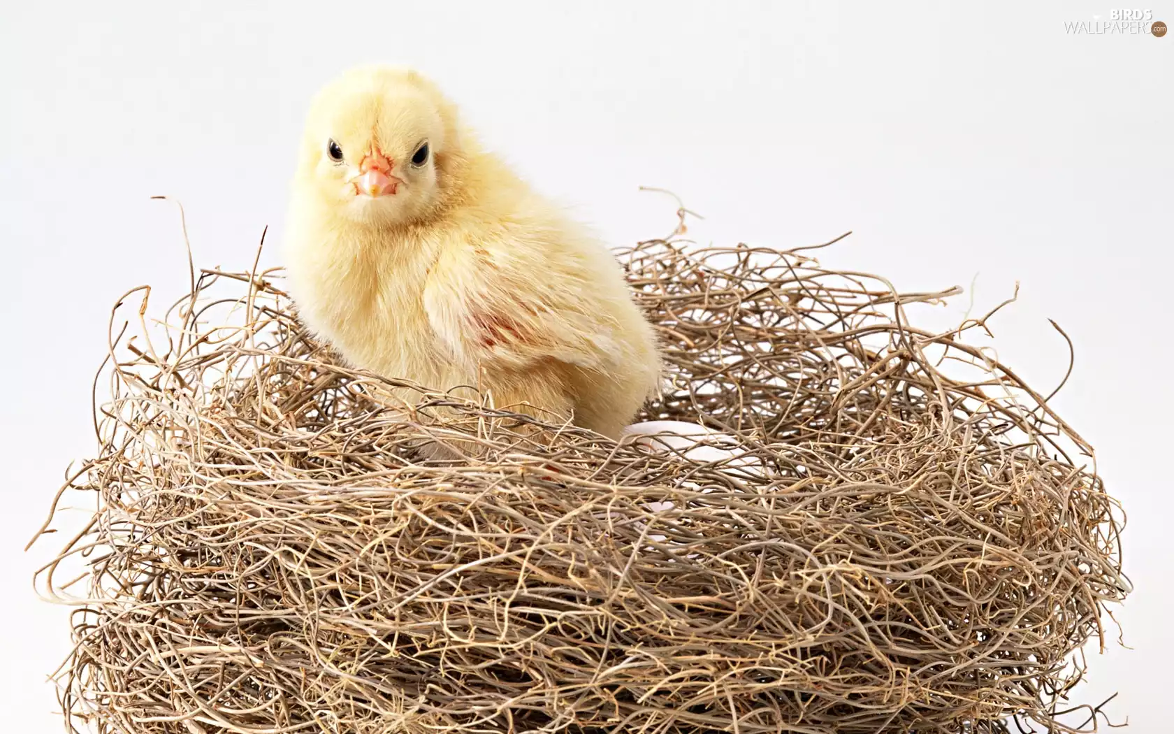 chicken, nest