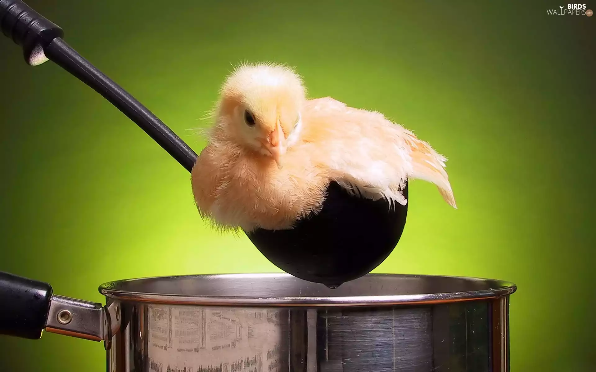 chicken, pot