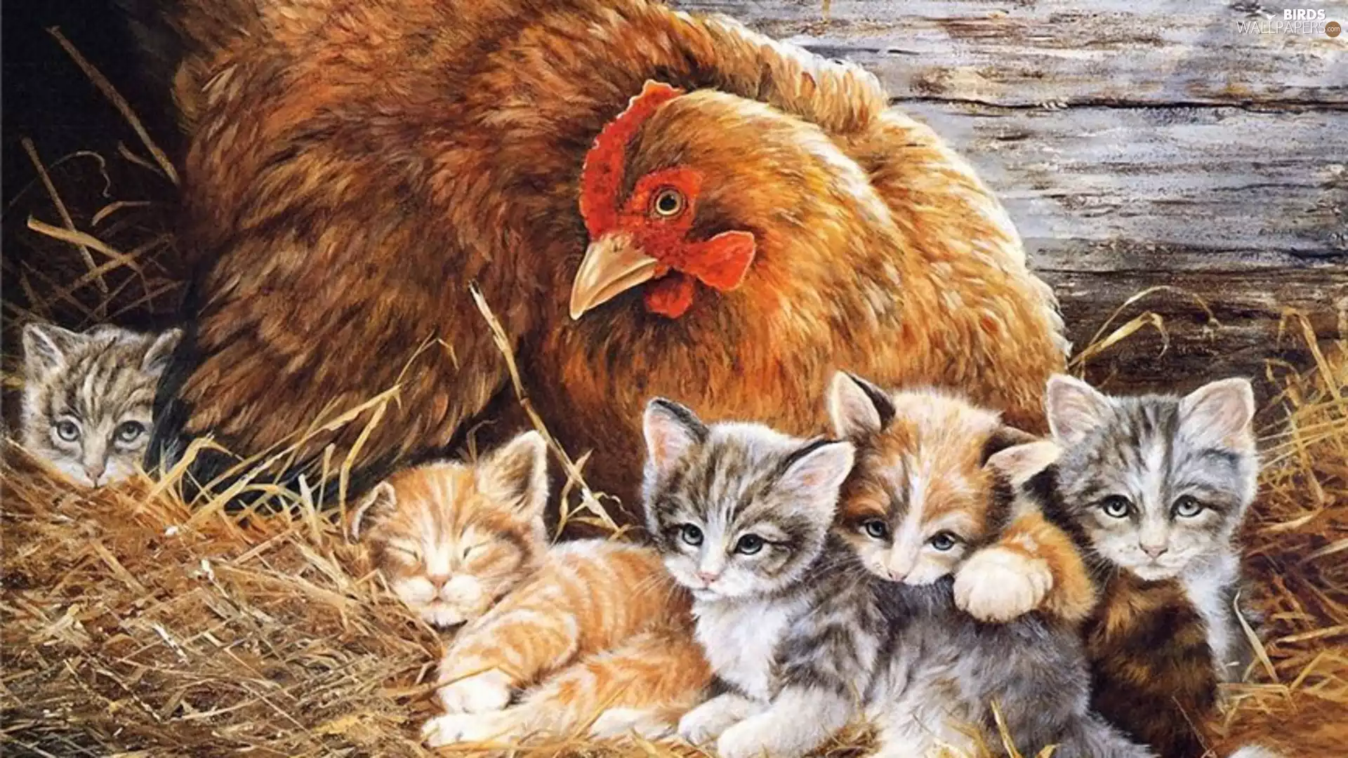 chicken, puss