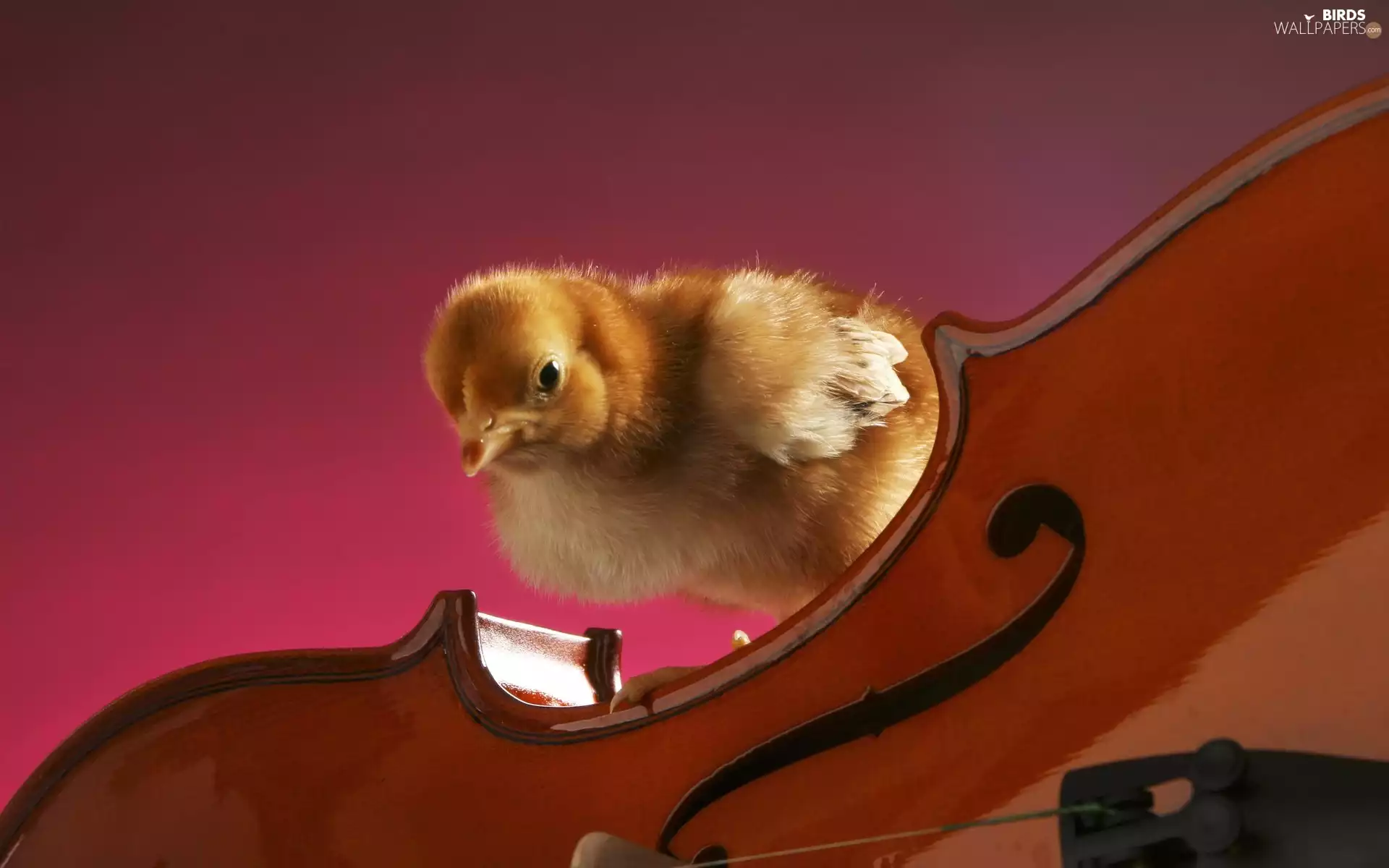 chicken, violin