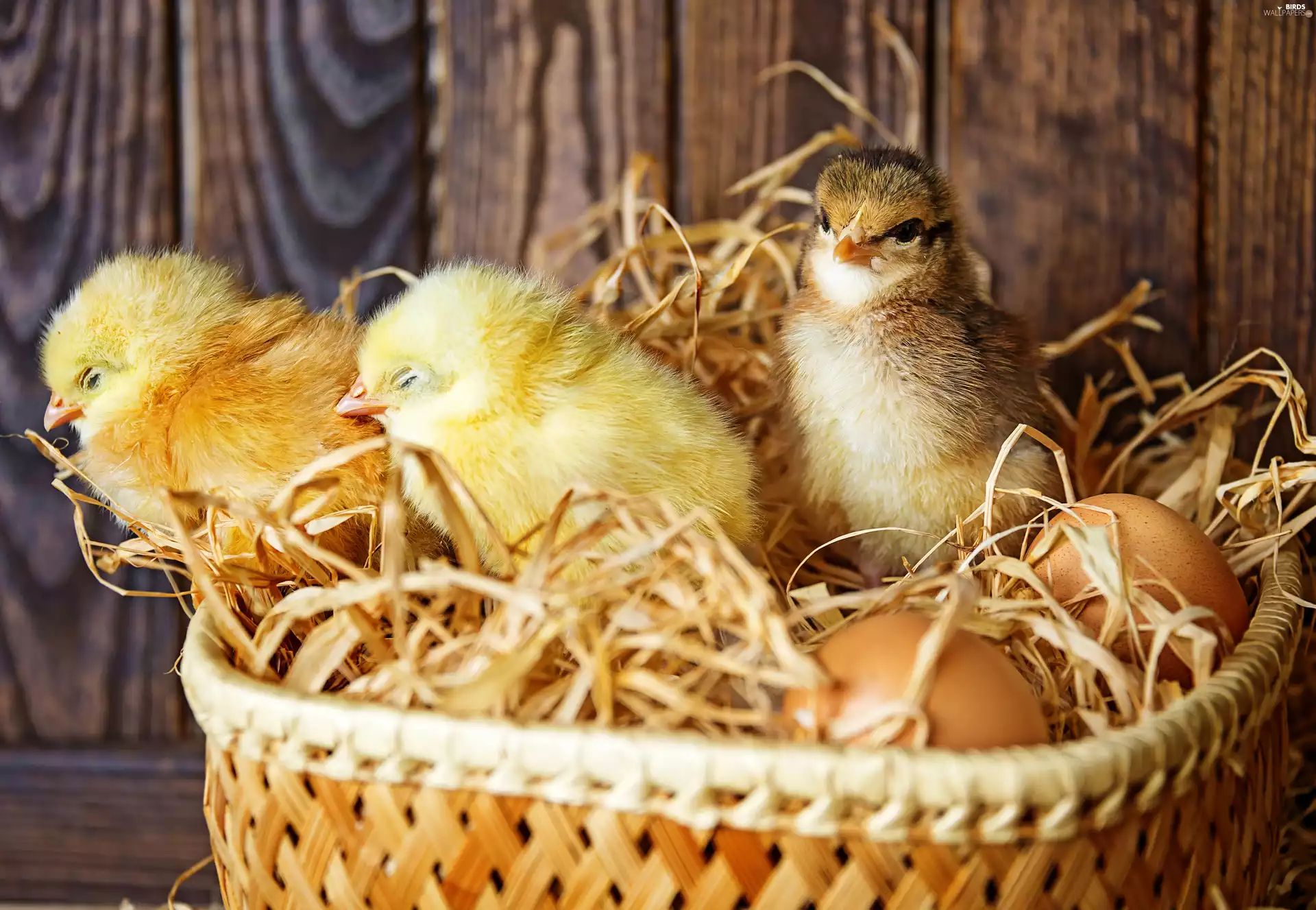 chick, Chickens, basket, eggs, basket