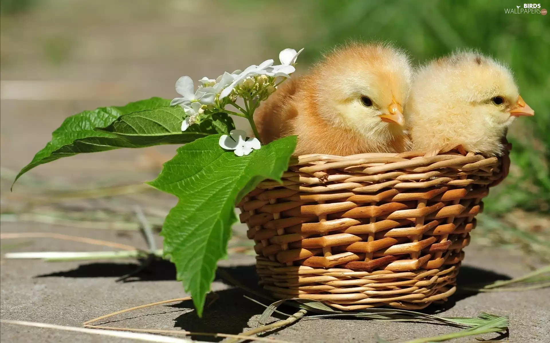 Colourfull Flowers, basket, chickens