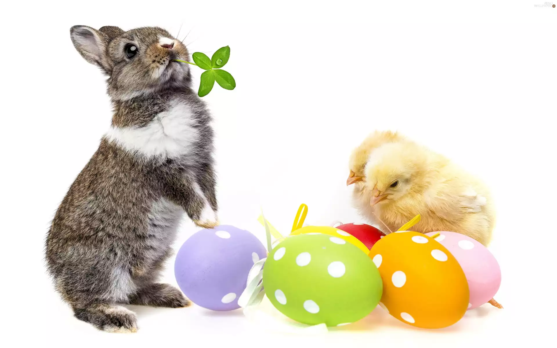 eggs, chickens, Easter, Wild Rabbit