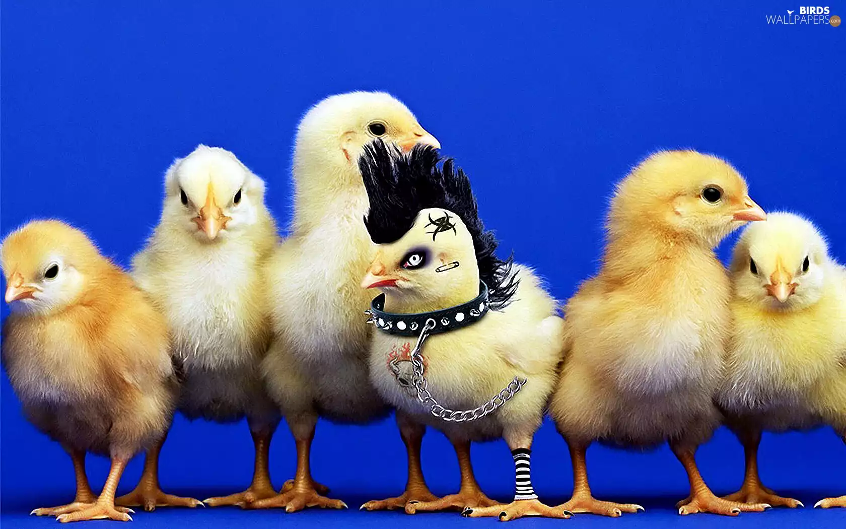 chickens, punk