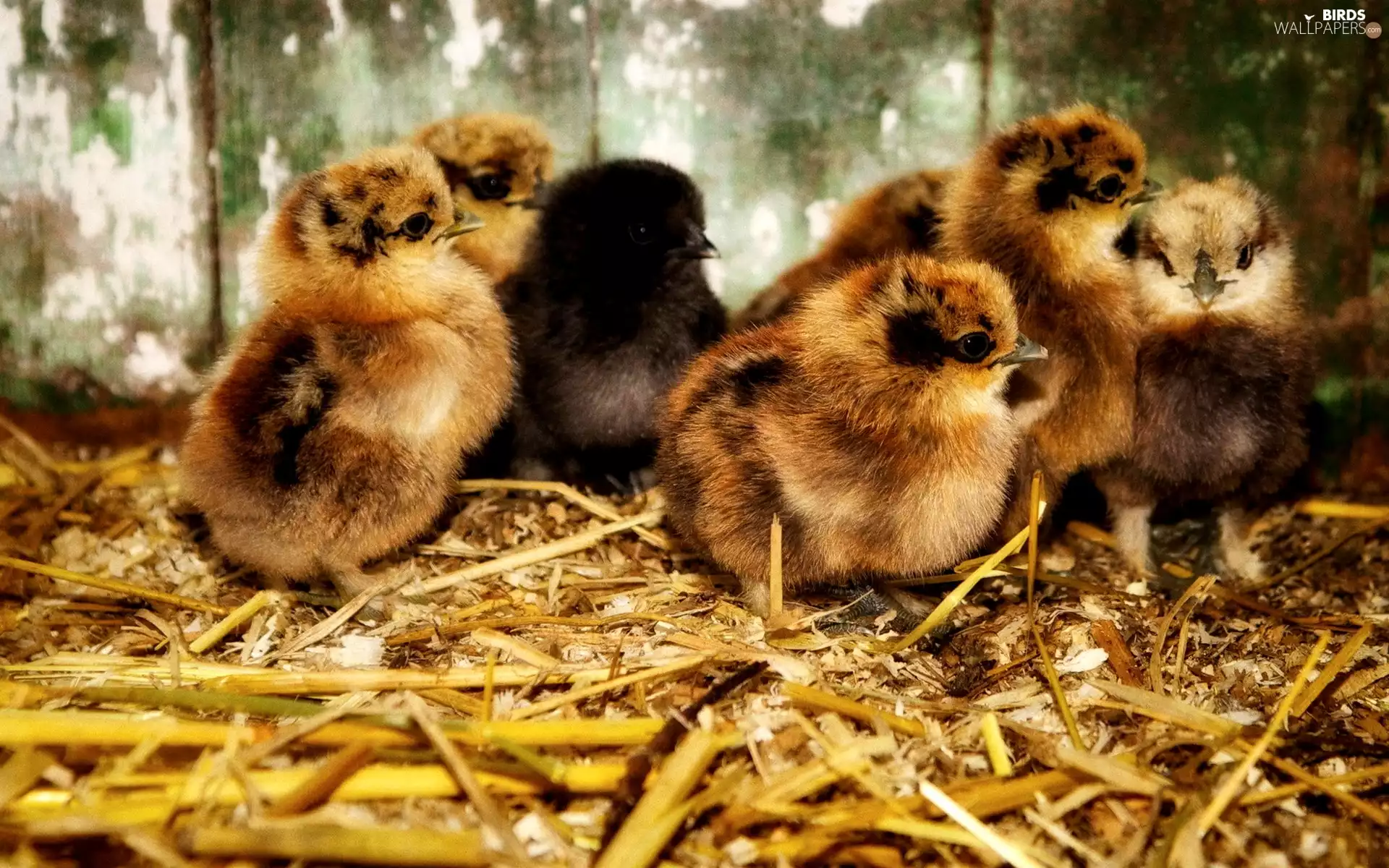 straw, little doggies, chickens