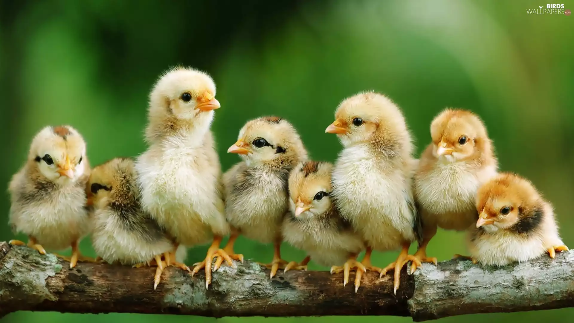Chicks, branch