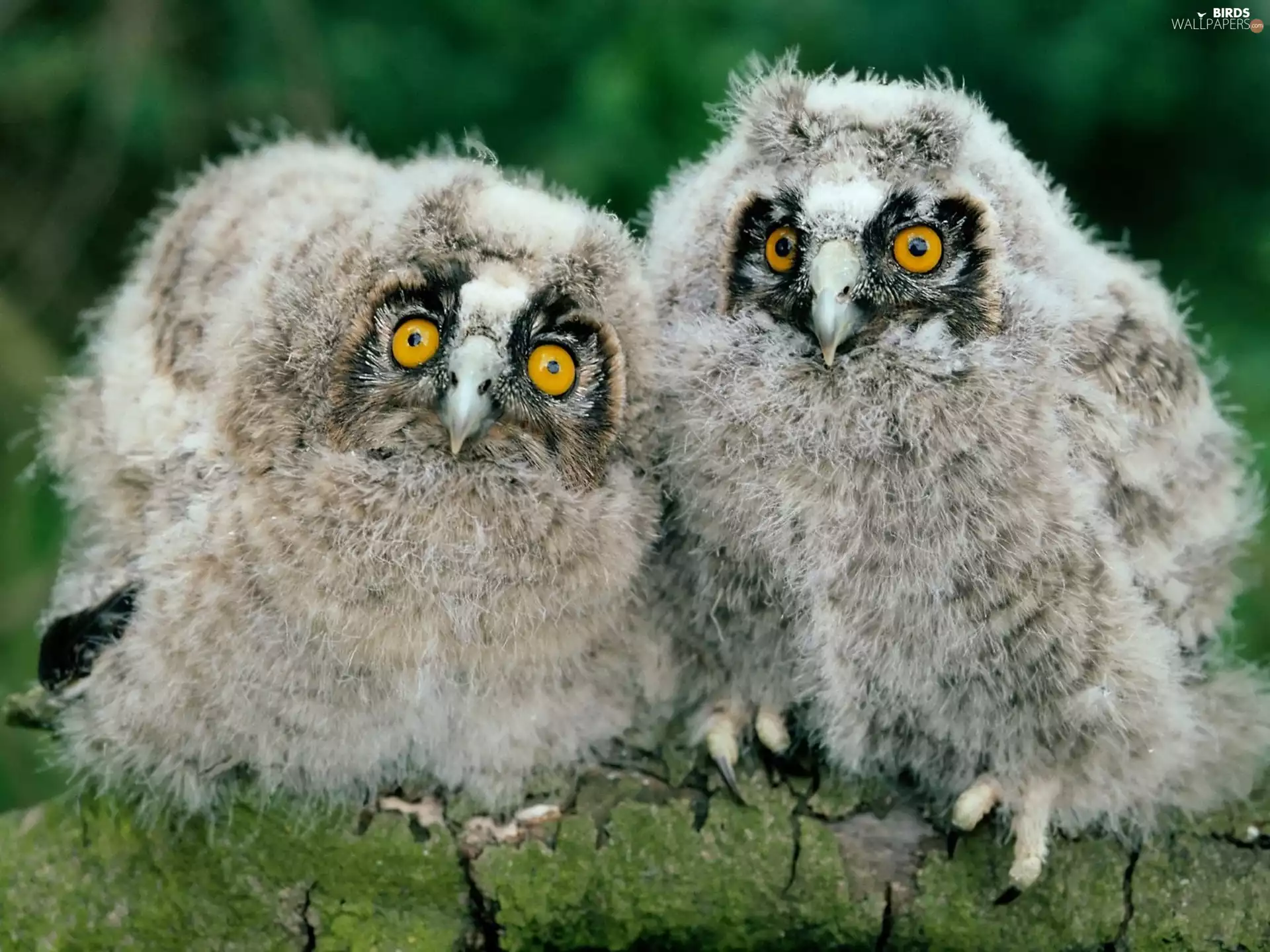 Chicks, Owls, Eyes
