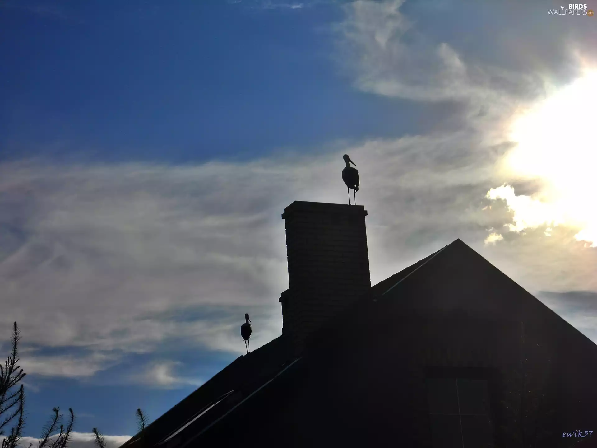 Chimneys, Storks, house