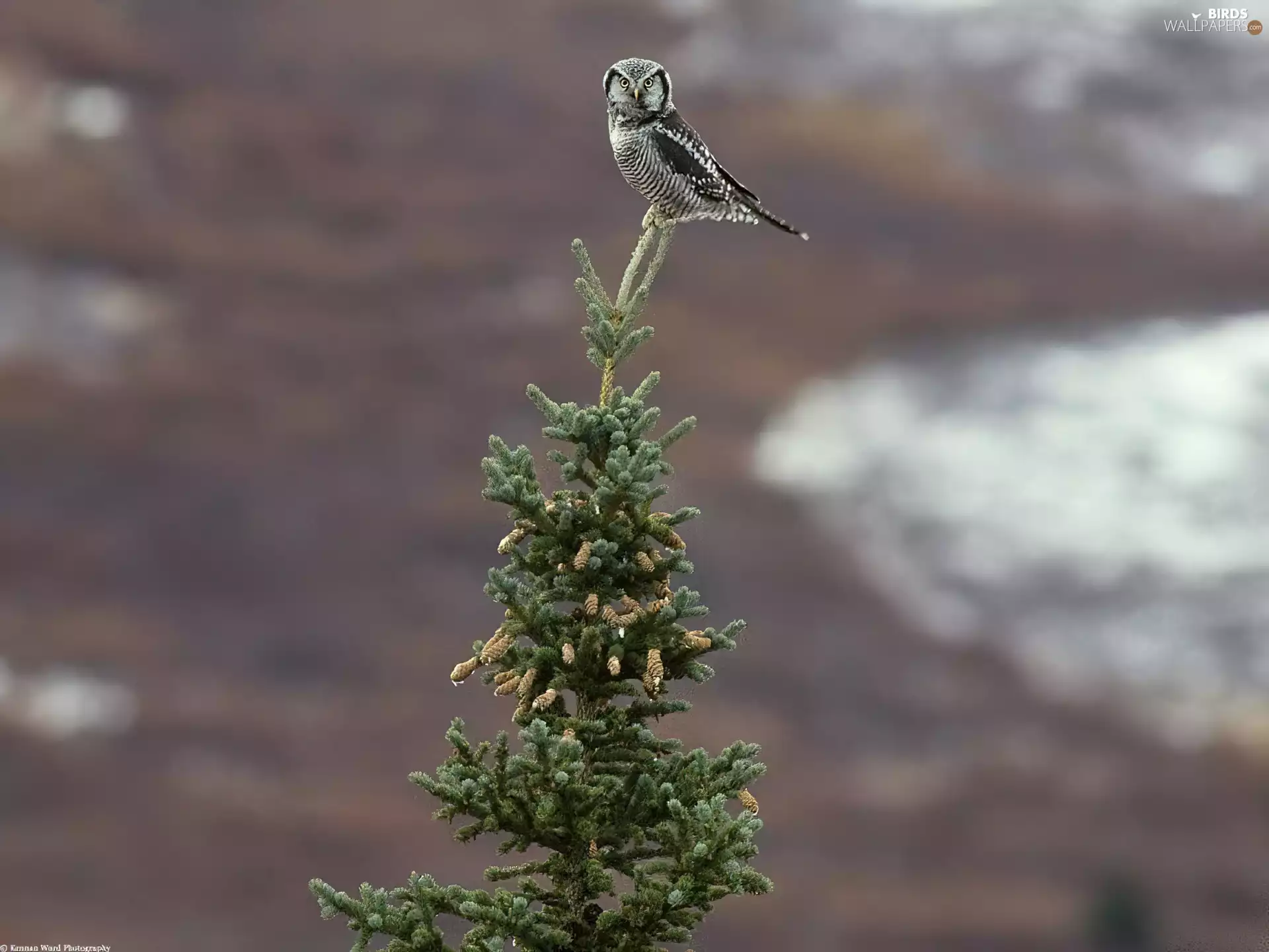 owl on a christmastree