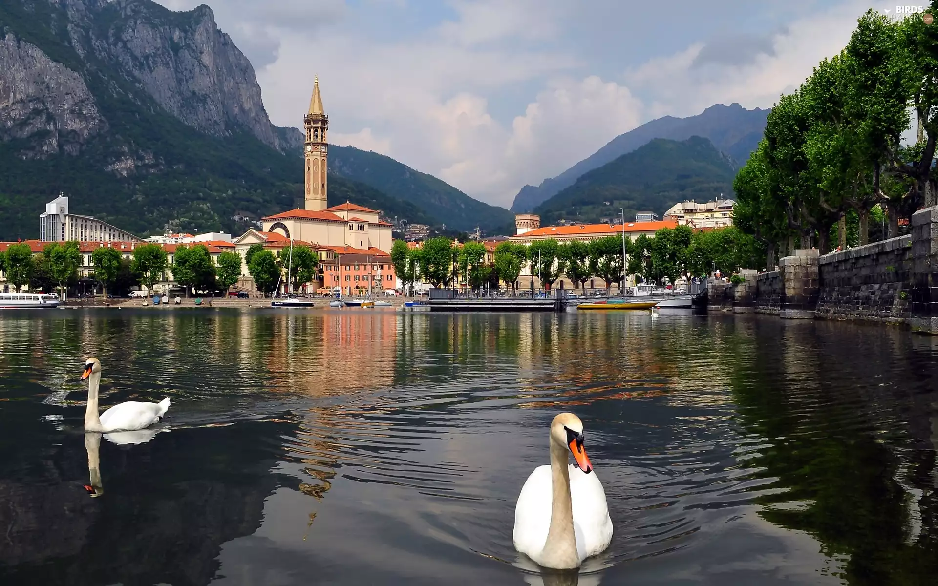 Swan, Lake Como, Church, Mountains, Town, Italy