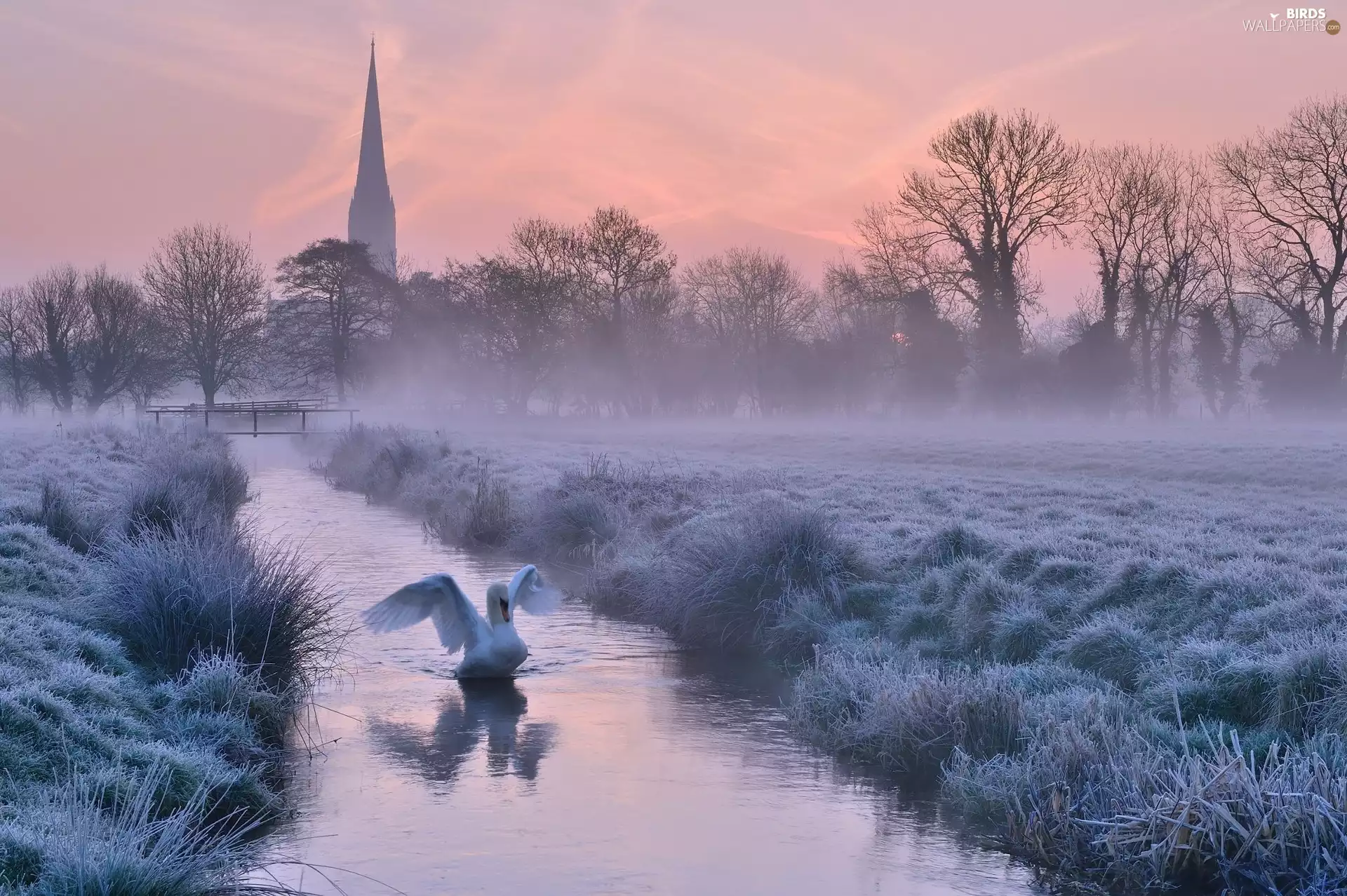 Swans, Church, Fog, River, Sunrise