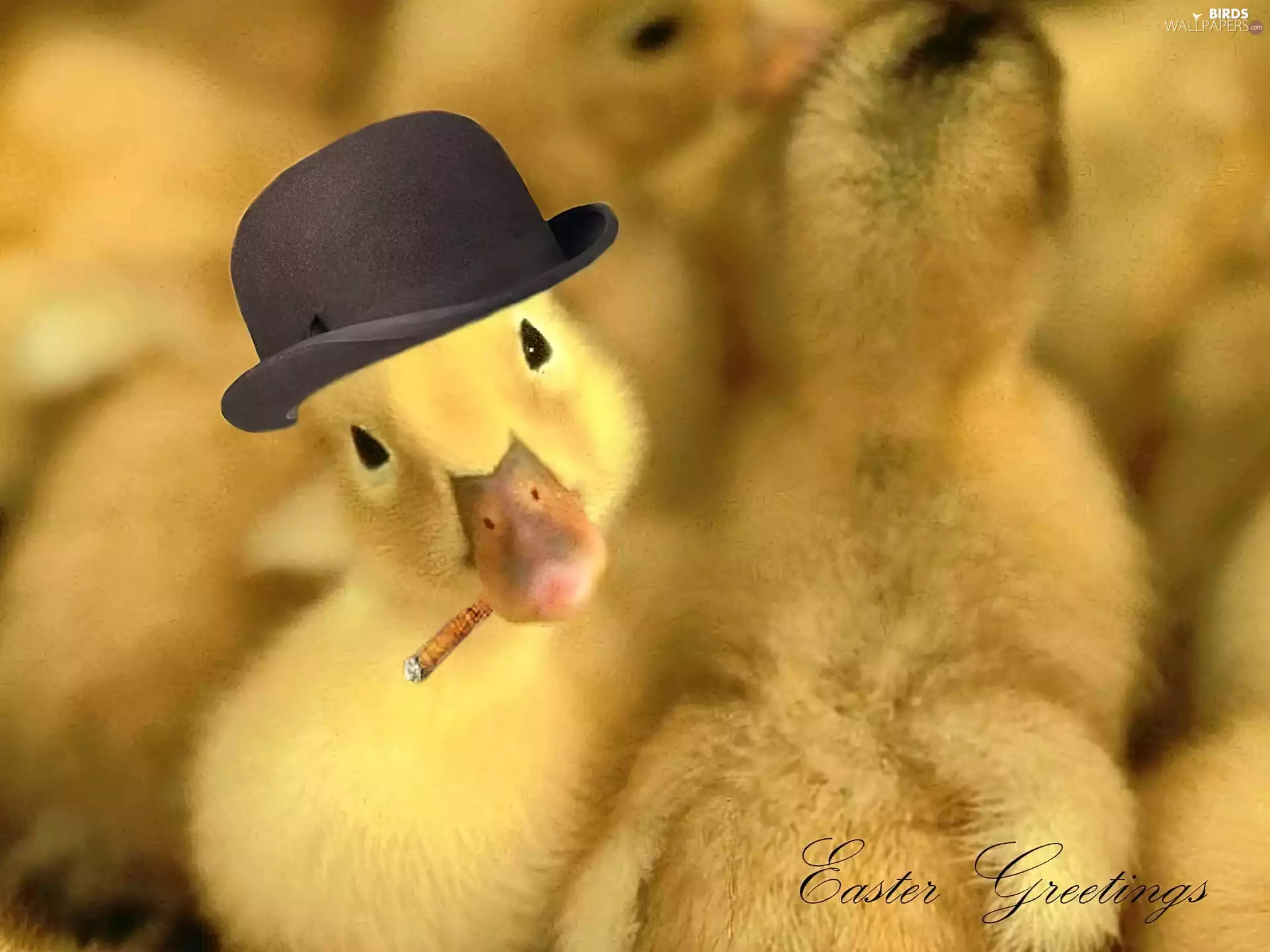 cigar, Ducky, Hat