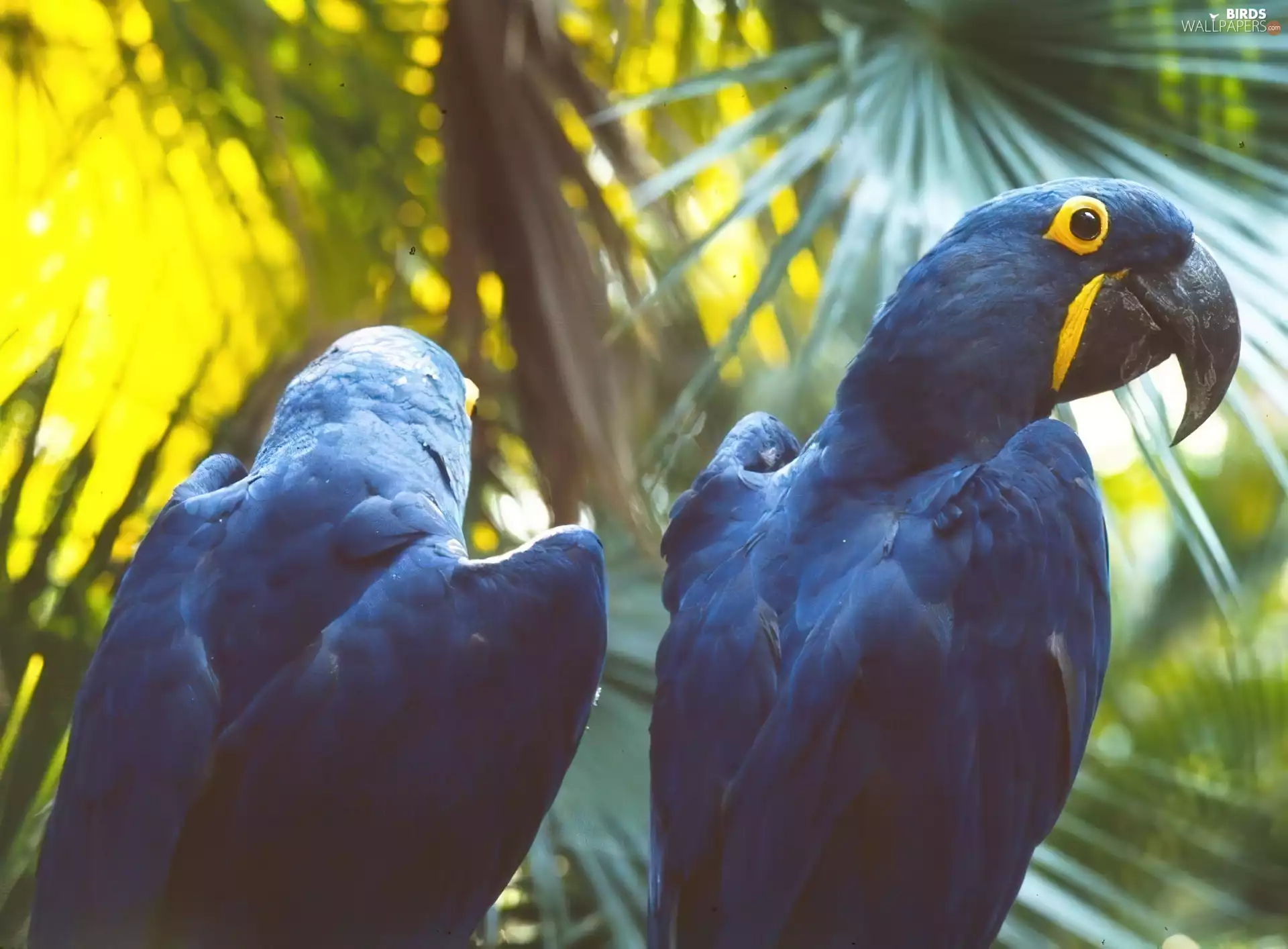 Blue, Big, nose, Classifieds